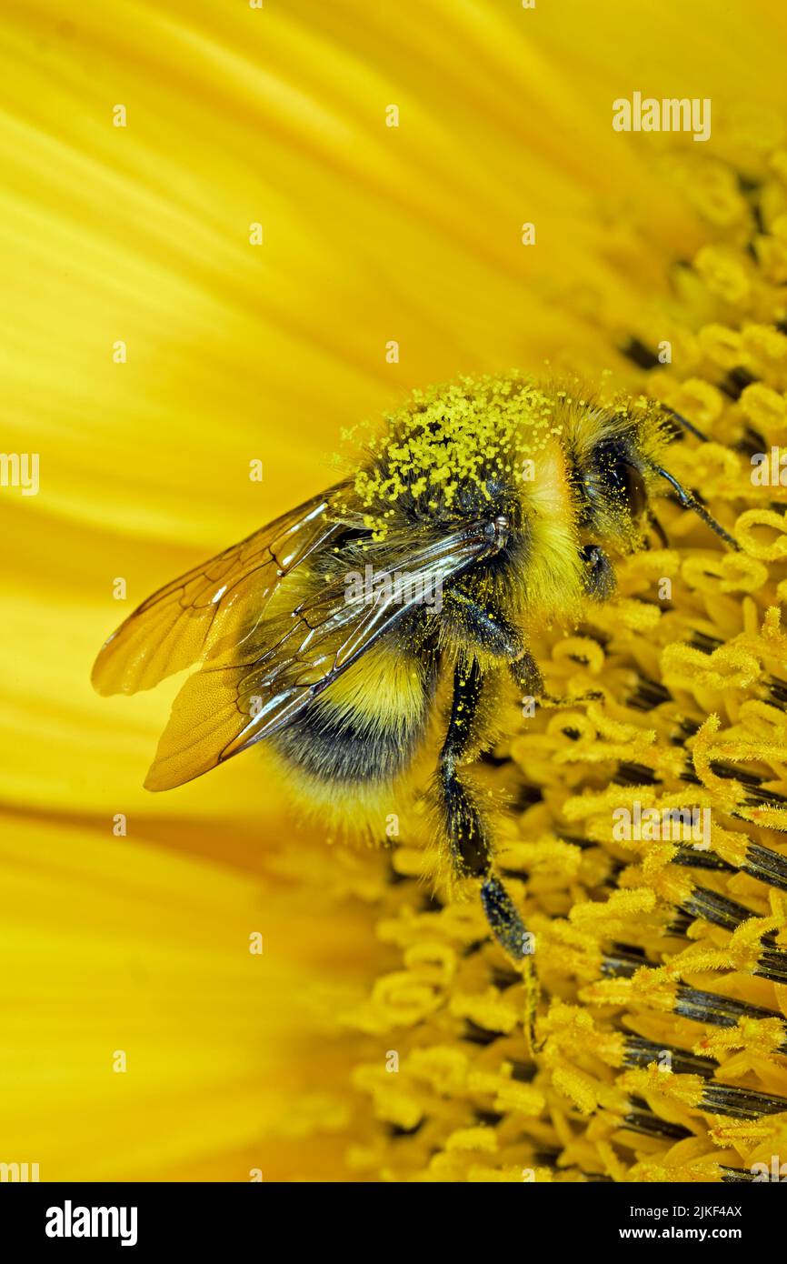 Hummel auf einer Sonnenblume Stockfoto