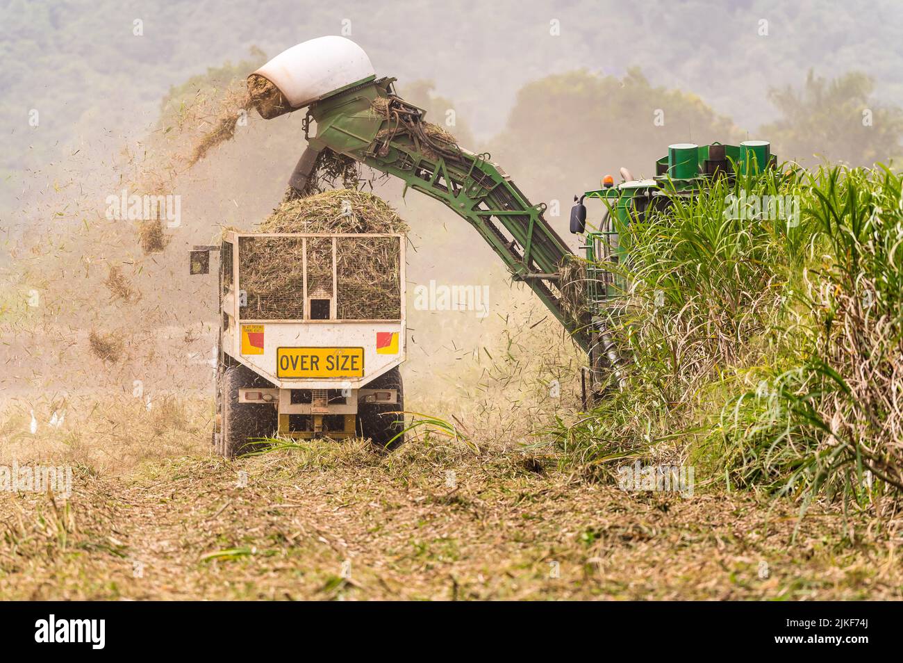 Zuckerrohrarbeiter in einem Rohrerntemaschinen und einem folgenden Rohrbehälter, während sie das Feld auf und ab bewegen und in Cairns, Qld, Australien, reifes Rohr ernten. Stockfoto