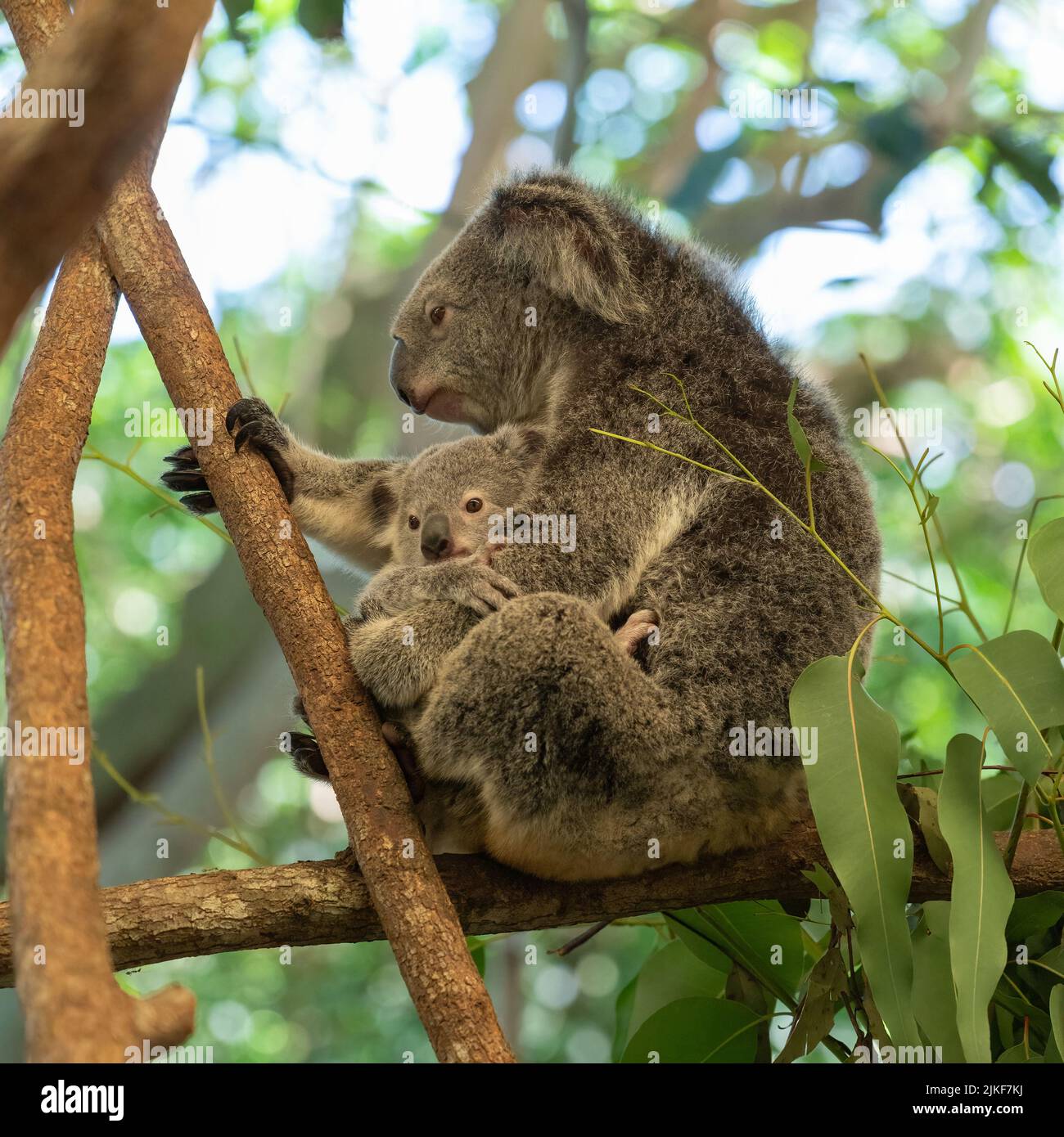 In Port Douglas, Queensland, Australien, sitzt eine Mutter Koala auf einem Zweig eines Kaugummibaums, die ihren joey schützend kuschelt. Stockfoto