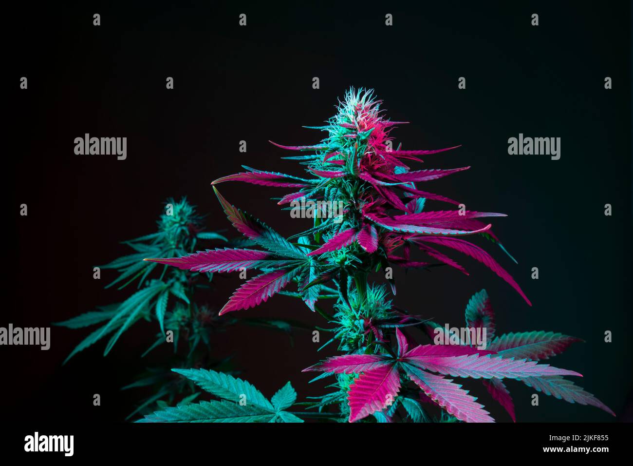 Schöner Cannabis Hintergrund. Cannabispflanzen auf schwarzem Hintergrund mit violetten Blättern. Medizinische Marihuana Hanf Blume mit Kristall Knospe. Ästhetischer Hanf Stockfoto