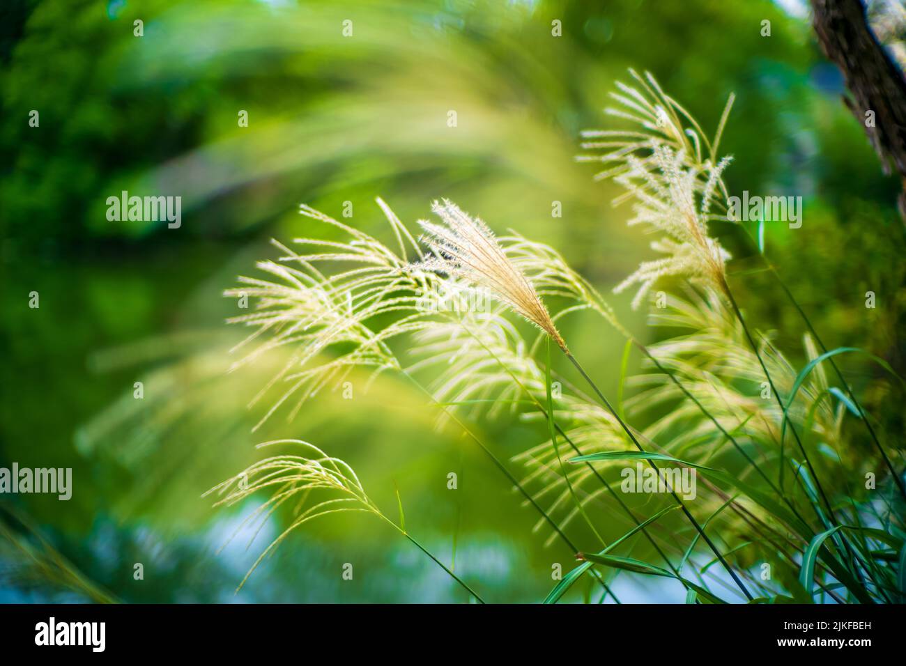 Eine Nahaufnahme von chinesischem Silbergras, das gegen grüne Pflanzen wächst Stockfoto