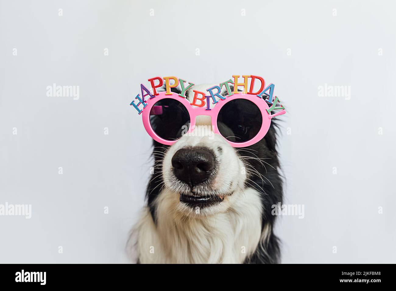 Happy Birthday Party Konzept. Lustige niedliche Welpen Hund Grenze Collie trägt Geburtstag dumme Brillen isoliert auf weißem Hintergrund. Haustier Hund am Geburtstag Stockfoto