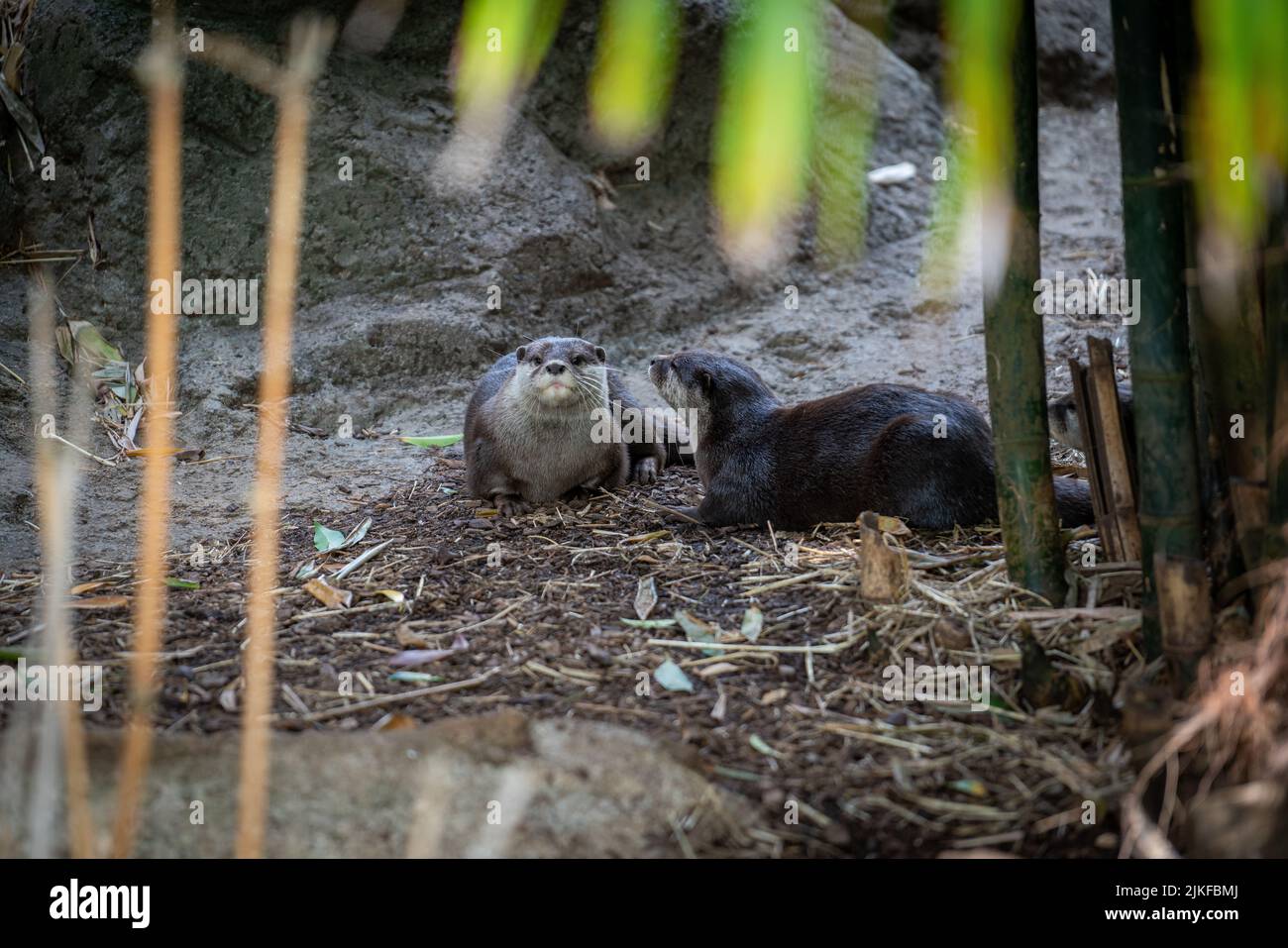 Eine Nahaufnahme von zwei asiatischen Kleinklatschotter in einem Zoo Stockfoto
