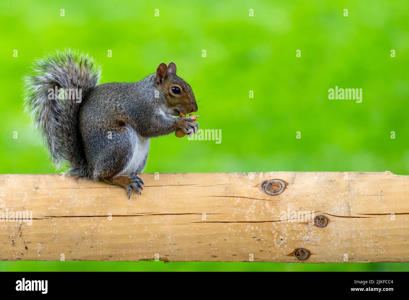Eine Nahaufnahme eines östlichen grauen Eichhörnchens, das auf einem Baumstamm thront und einen Pinienkegel frisst Stockfoto
