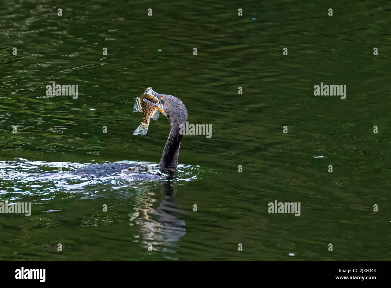 Eine Nahaufnahme eines Kormorans, der einen Fisch mit seinem Schnabel in einem See fängt Stockfoto