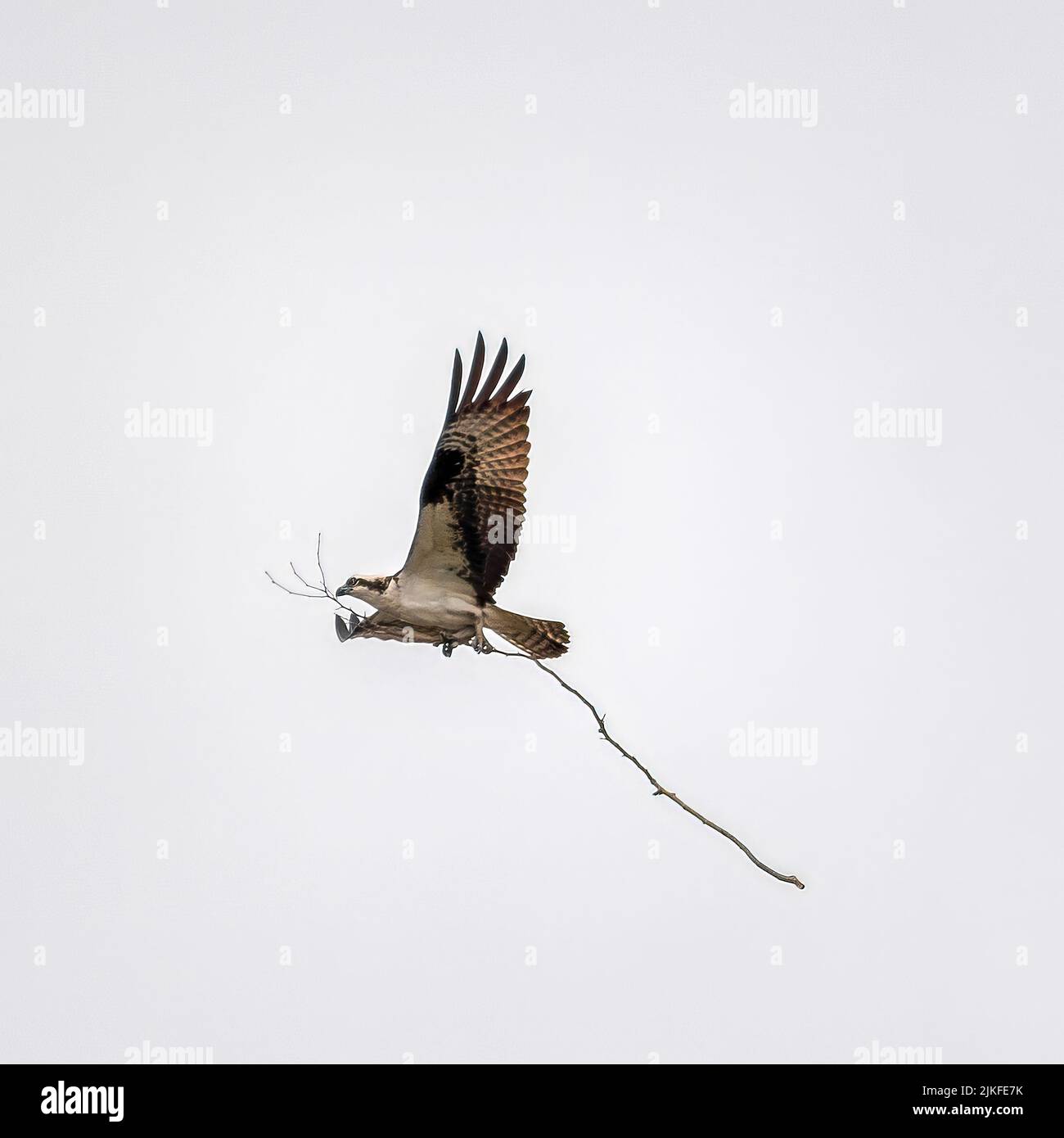 Eine Aufnahme eines Weißkopfadlers, der mit weit geöffneten Flügeln fliegt und einen Ast in seinen Krallen hält Stockfoto