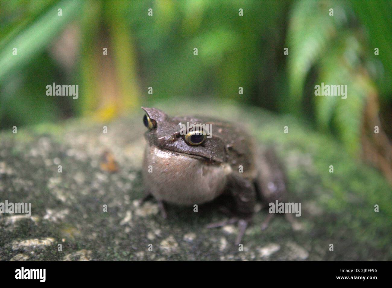 Malaysischer gehörnter Frosch, auch bekannt als langnasiger gehörnter Frosch oder malaiischer Laubfrosch (Megophyris nasuta) am Mount Kinabalu Botanical Garden im Kinabalu Park, Ranau, Sabah, Malaysia. Stockfoto