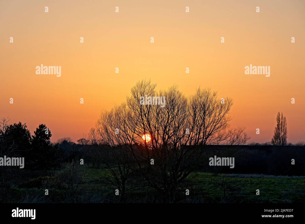 Sonnenuntergang an einem Wintertag auf dem Fluss Stour mit isoliertem Baum Stockfoto
