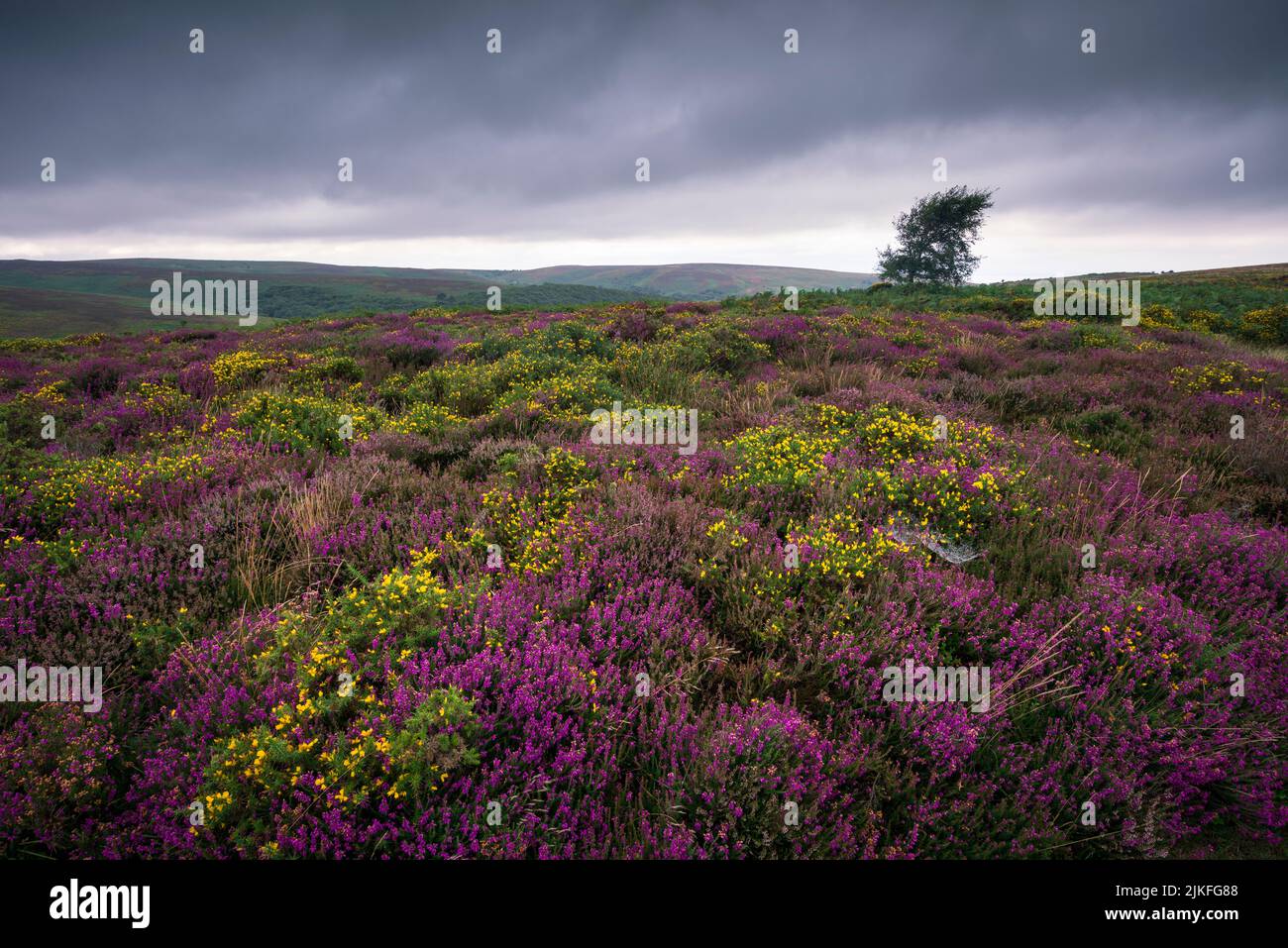 Heidekraut und Ginster blühen im Hochsommer in den Quantock Hills, Somerset, England. Stockfoto