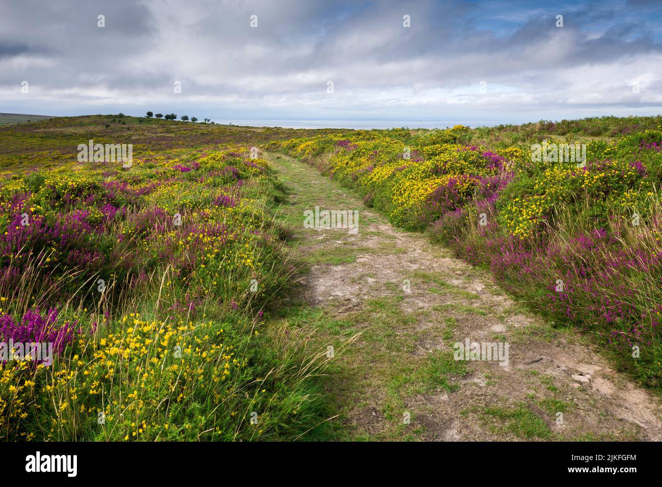 Heidekraut und Ginster blühen im Hochsommer in den Quantock Hills, Somerset, England. Stockfoto