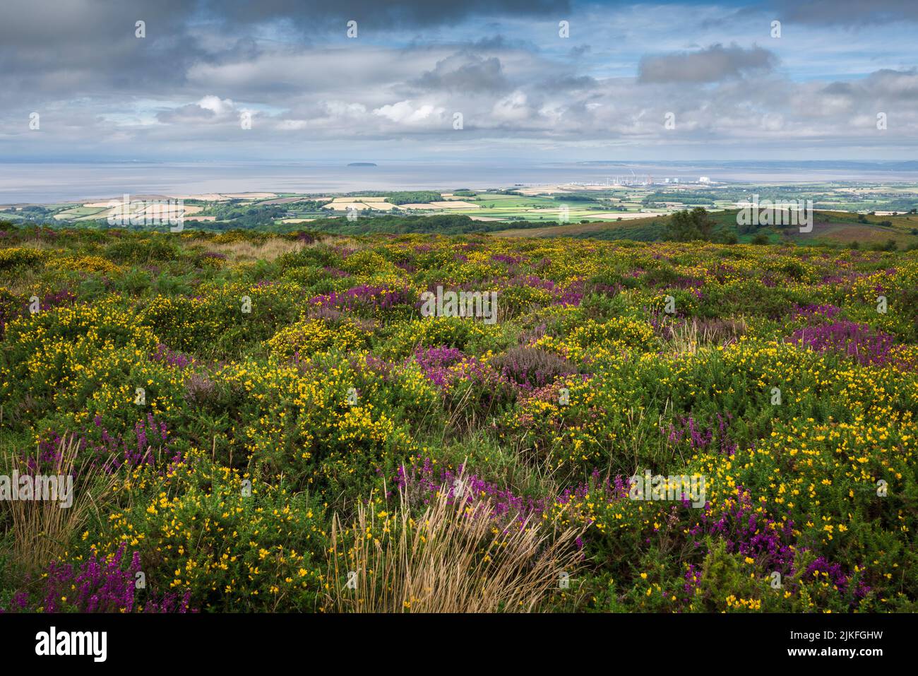 Im Spätsommer blühen Heidekraut und Ginster im höheren Hare Knap mit dem Bristol Channel Beyond in den Quantock Hills, Somerset, England. Stockfoto