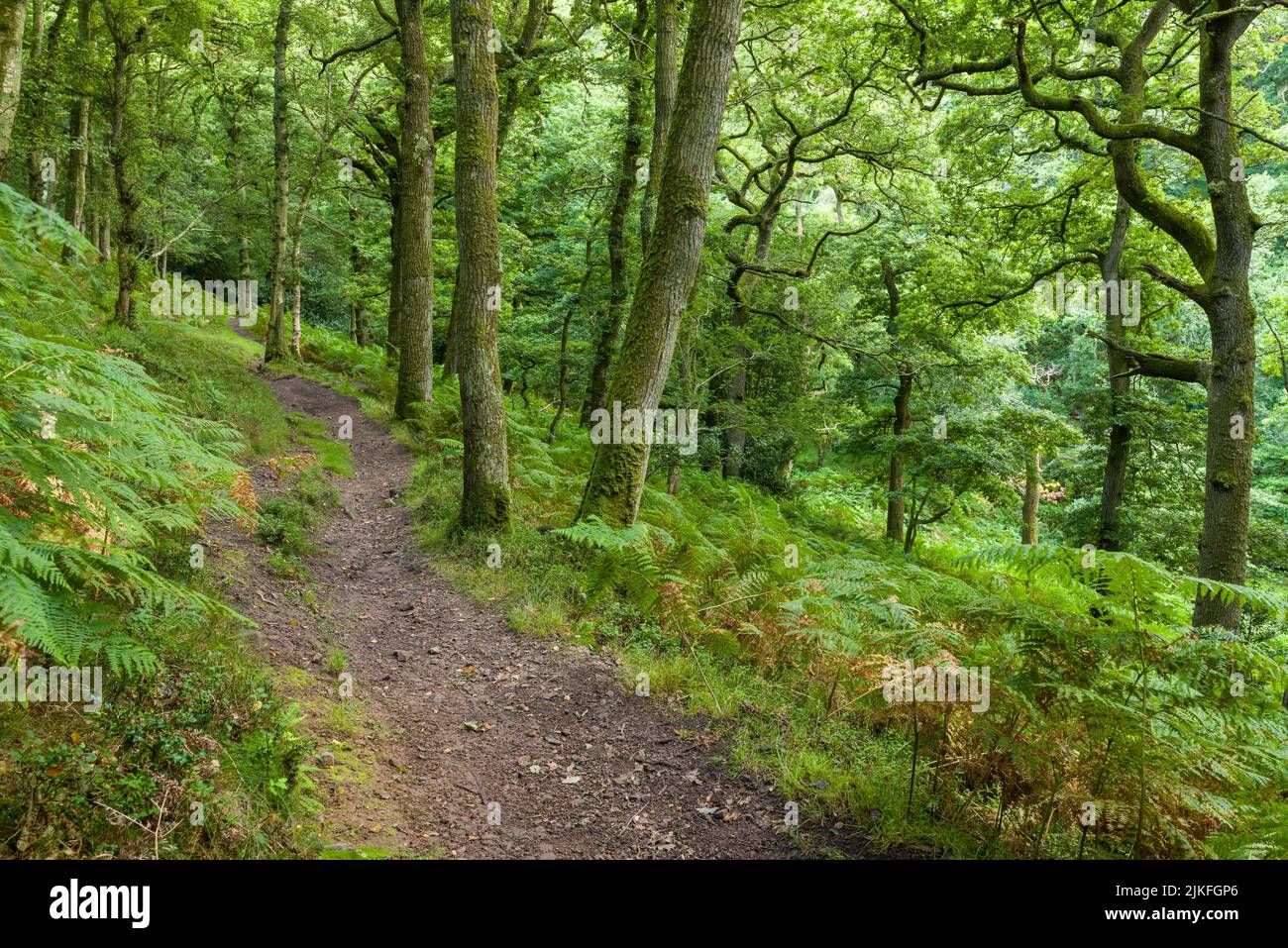 Die Brücke, die von Lower Hare Knap in den Quantock Hills, Somerset, England, in den Wald von Somerton Combe absteigt. Stockfoto