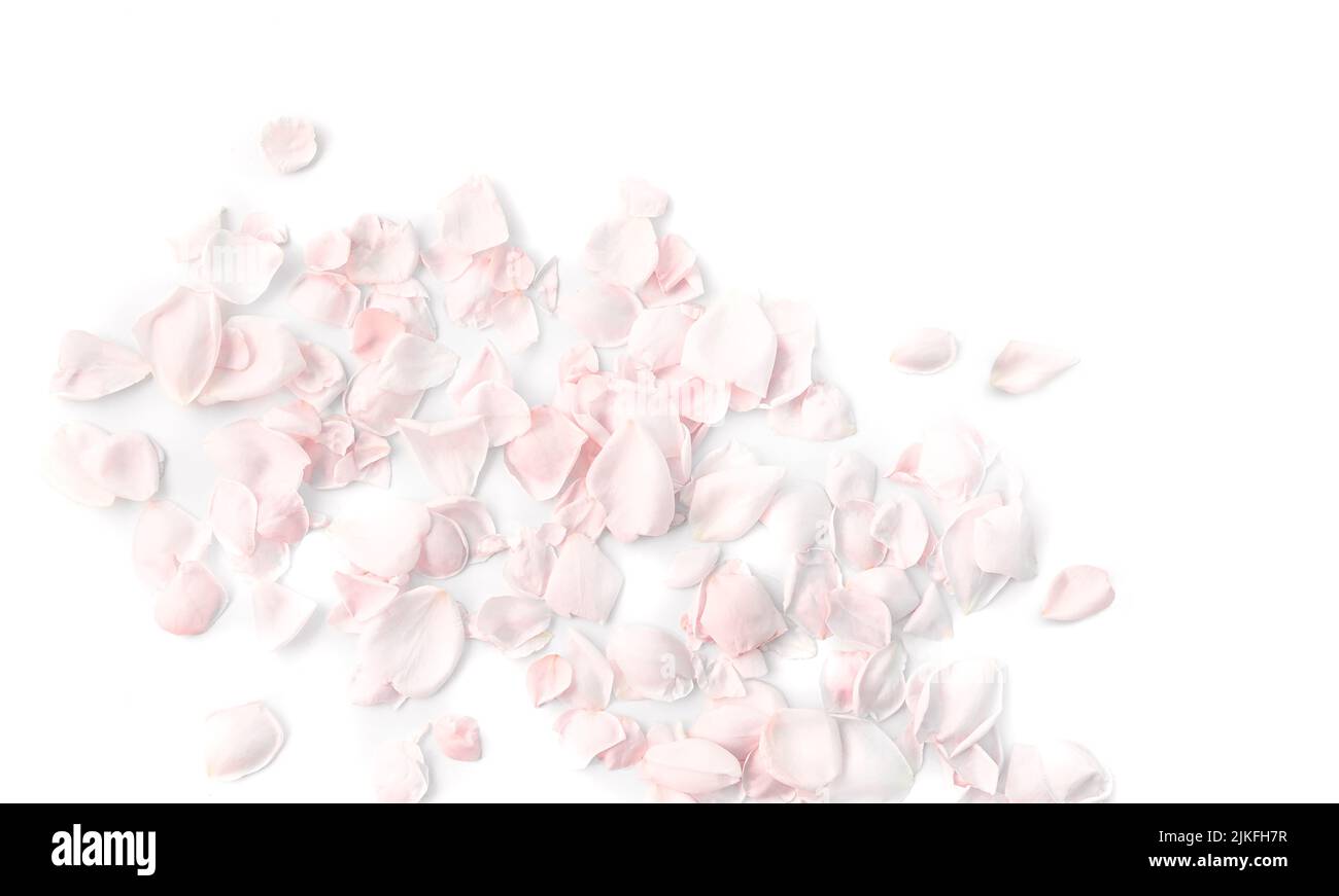 Blütenblätter von blass rosa Rosen auf einem weißen Stockfoto