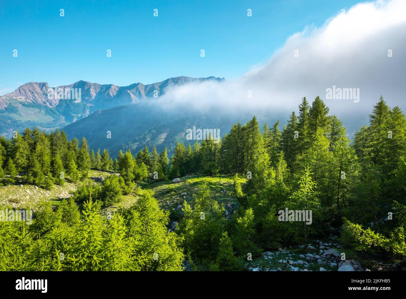 Kiefern auf dem Col de La Cayolle in den französischen alpen Stockfoto