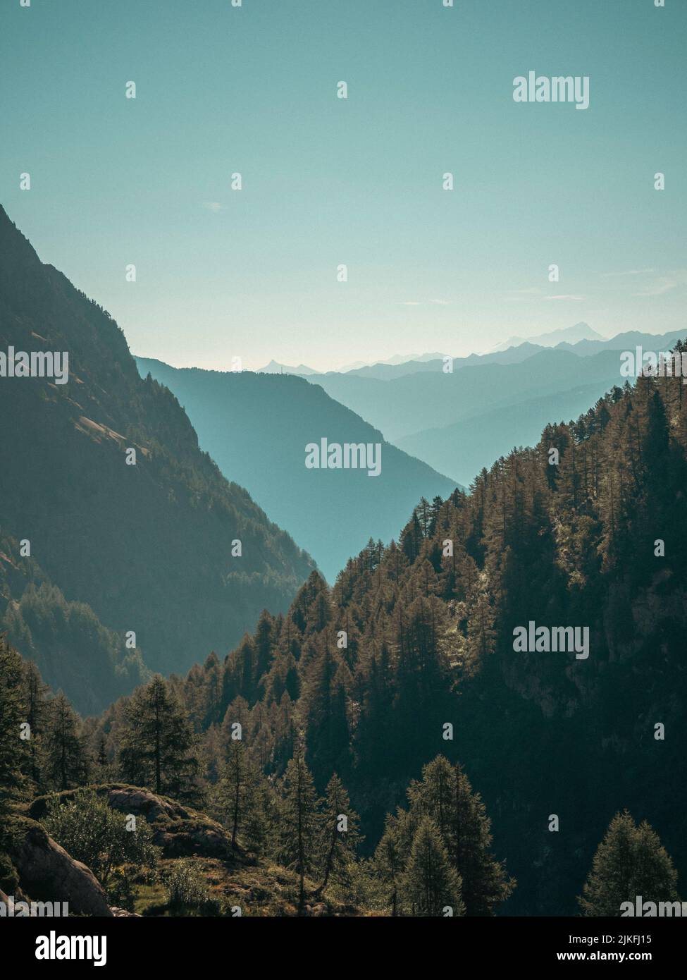Wunderschönes alpines Bergtal. Kiefern säumen eine steile Bergseite und hohe Gipfel verblassen in der nebligen Ferne. Stockfoto