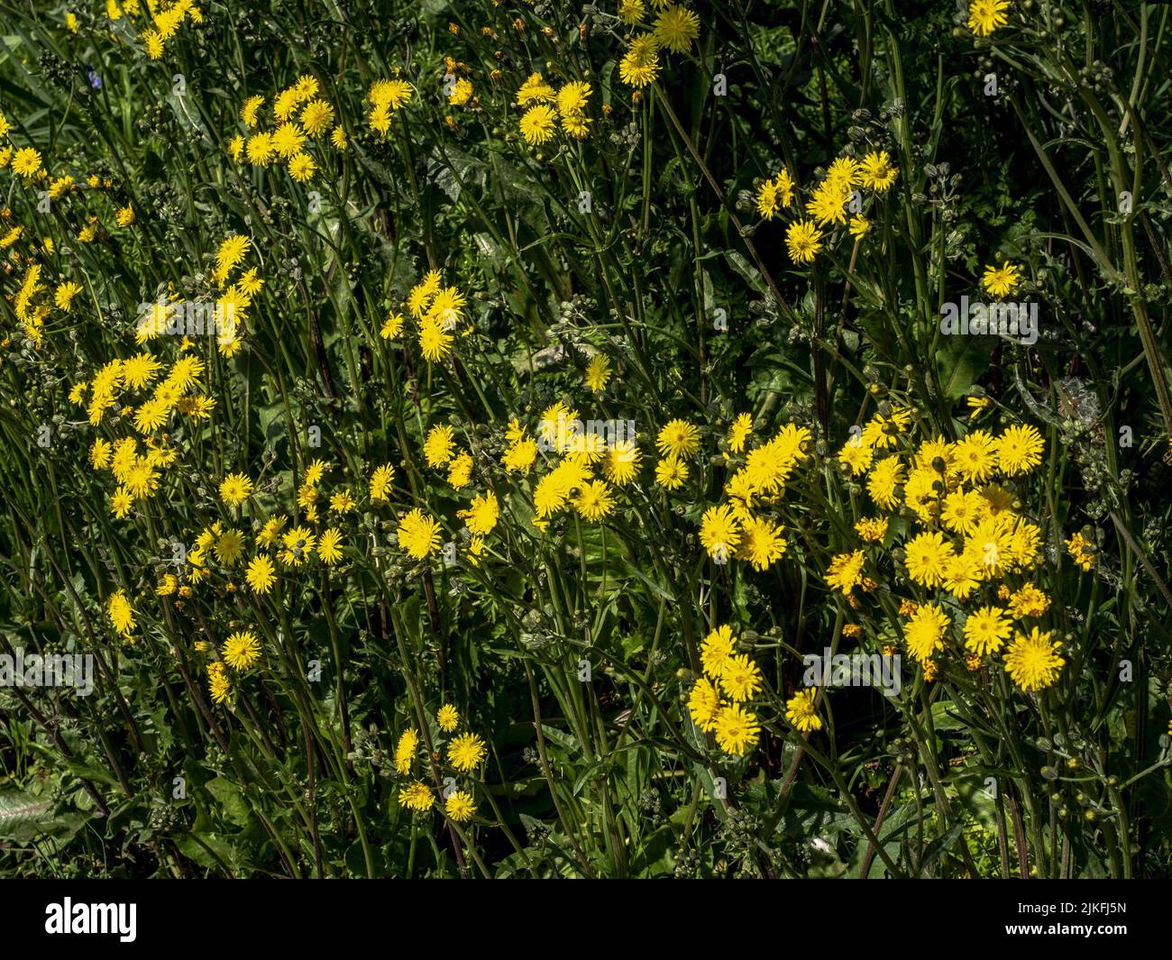 Eine Nahaufnahme von wilden gelben Falkenbart-Blüten an einem sonnigen Tag Stockfoto