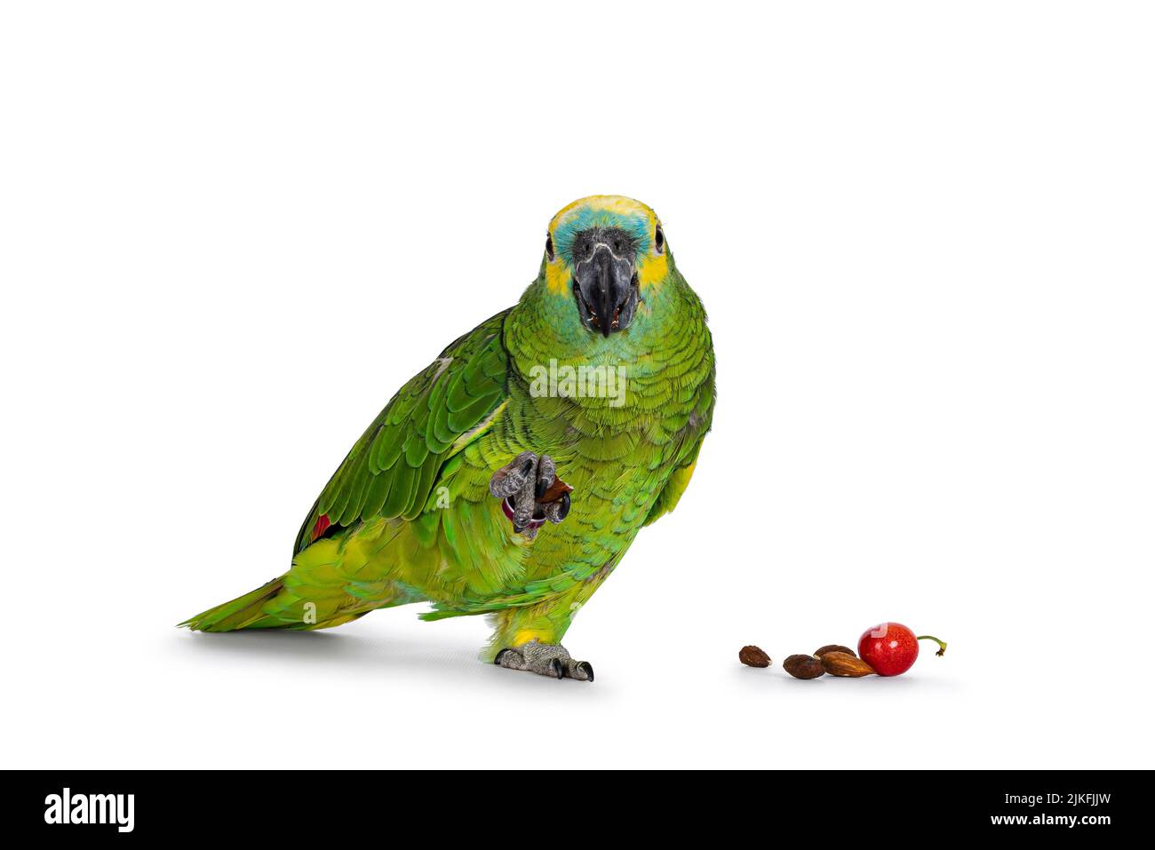 Blauer oder türkisfarbener Amazonaspapagei alias Amazona aestiva, der nach vorne zeigt. Nuss in einer Pfote und andere Nahrung auf dem Boden. Zeigt beiden Augen Stockfoto