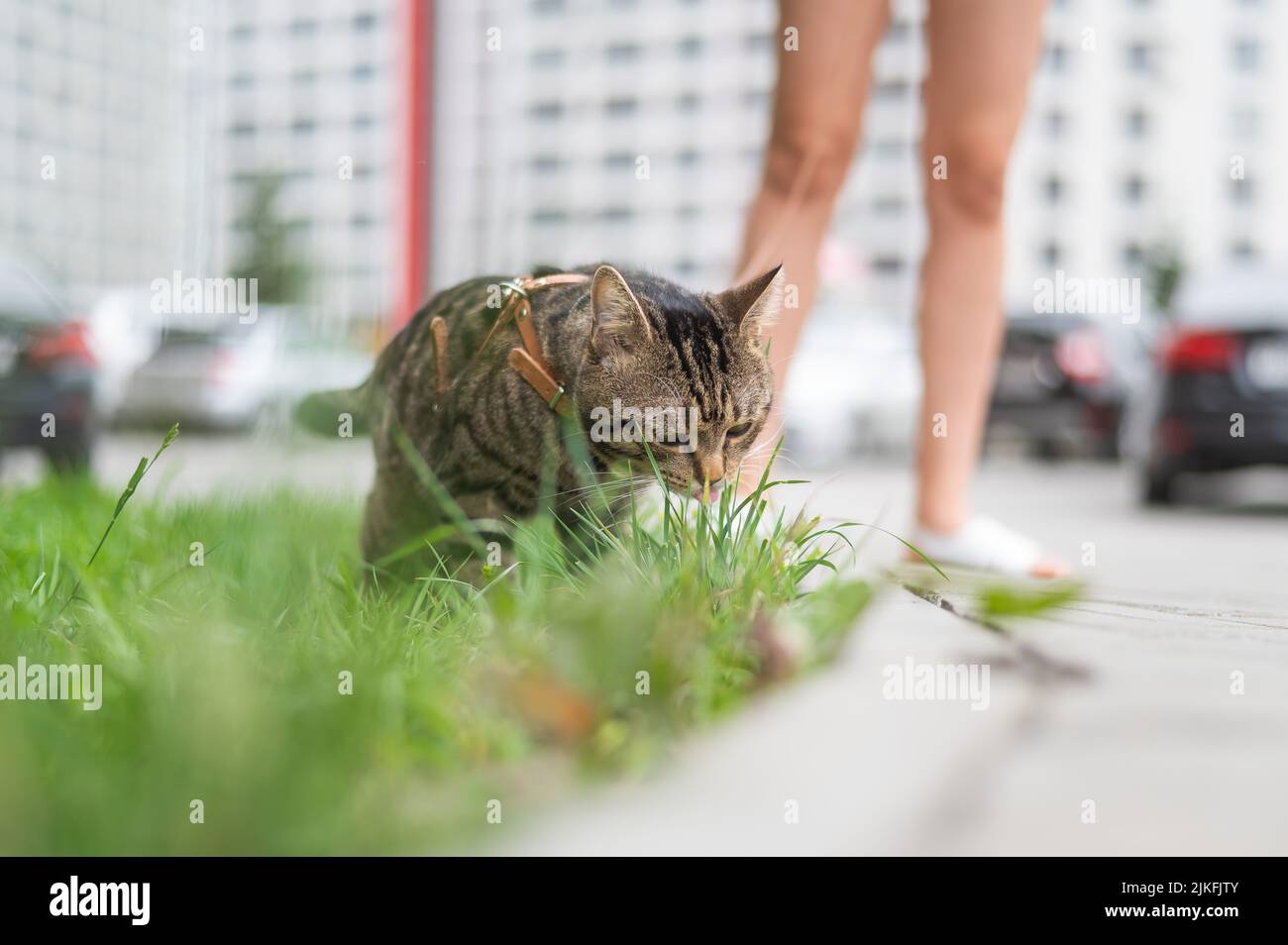 Eine tabby Katze frisst grünes Gras, während sie mit einer weiblichen Besitzerin spazierengeht. Stockfoto