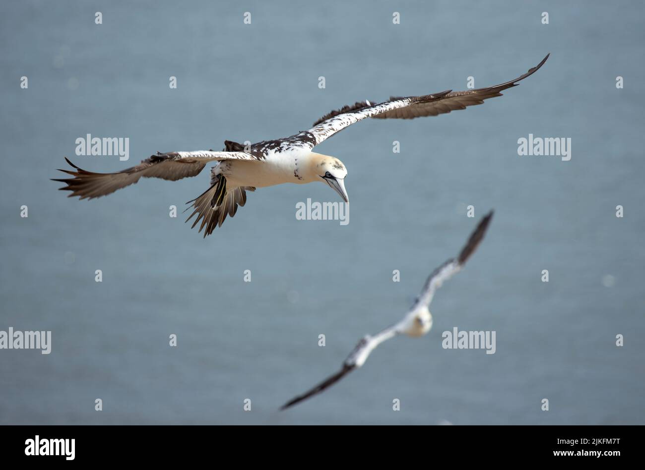 Eine Gannet mit den gefleckten Flügelfedern eines Untererwachsenen fliegt entlang der Felswand bei Bempton. Dieses beliebte RSPB-Reservat ist eine der besten britischen Kolonien Stockfoto