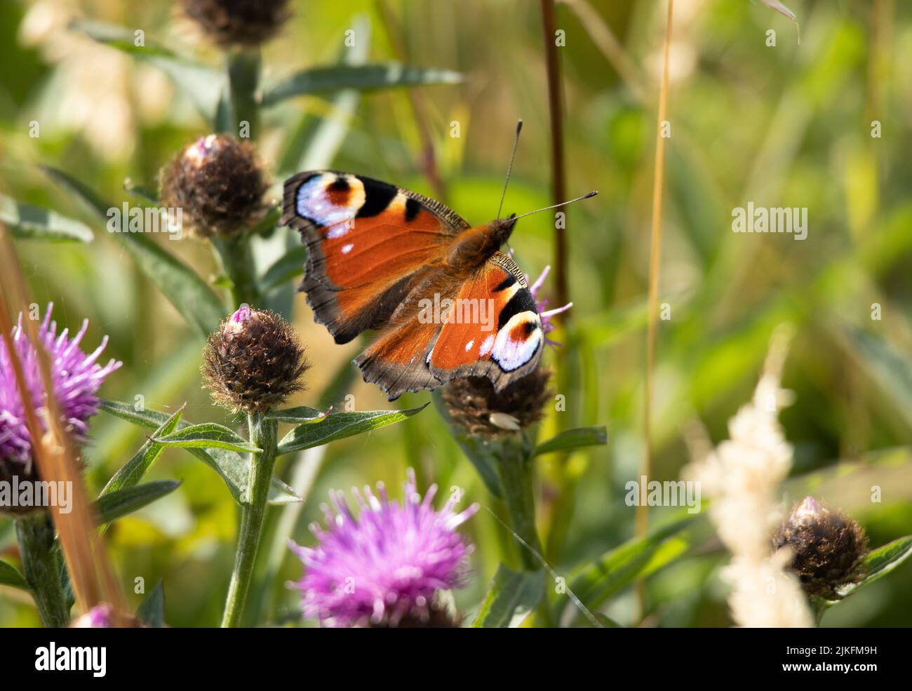 Der Pfau, ein schöner und unverwechselbarer Schmetterling, wird im Frühling und Sommer in Großbritannien gefunden. Ihre Raupen ernähren sich von Brennnesseln Stockfoto