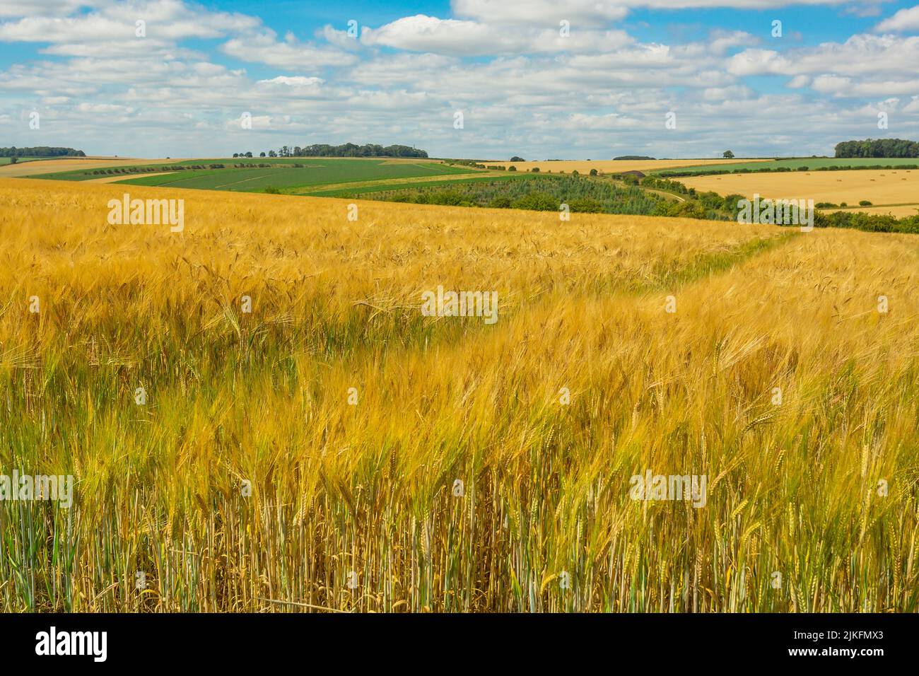 Gerste- und Weizenanbau in den Yorkshire Wolds, Großbritannien zur Erntezeit mit Feldern mit goldenen, reifen Pflanzen im Sommer. Einige Felder wurden bereits geerntet und geballt Stockfoto