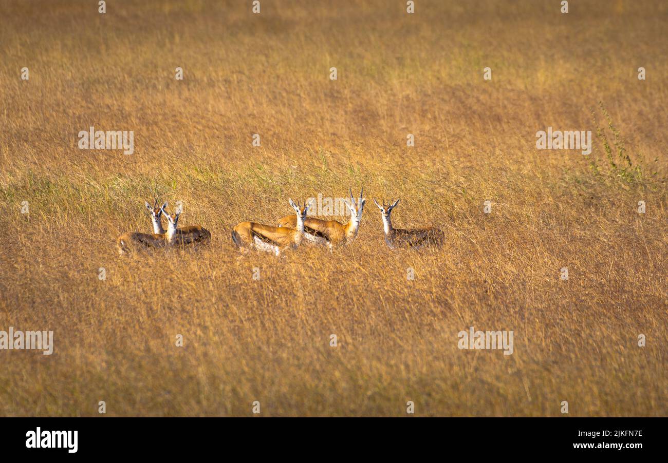 Gruppe von Thomson Gazellen auf der Wiese des Serengeti National Park. Tansania. Stockfoto