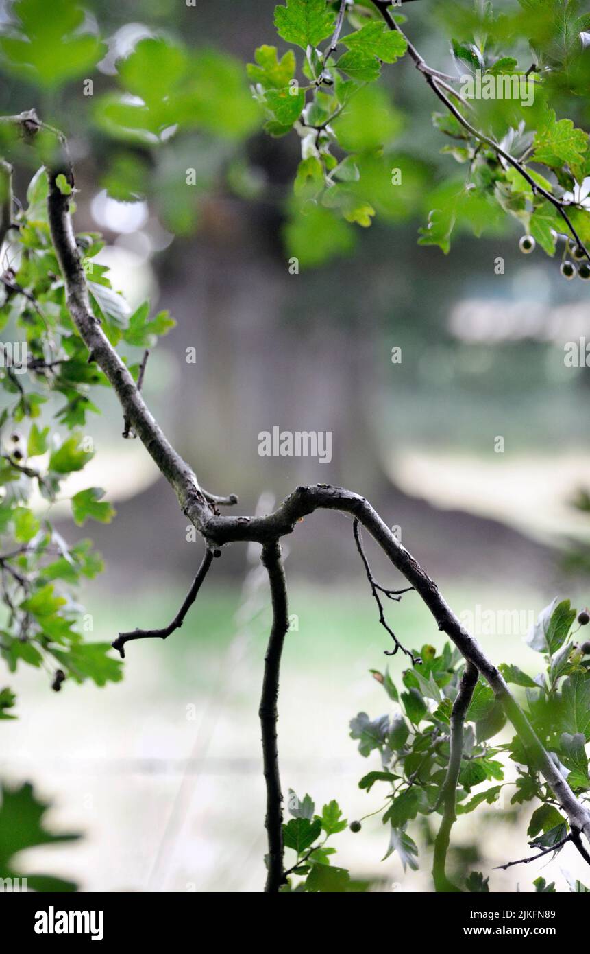Differenzieller Fokus-Baum-Zweig und Blätter Stockfoto