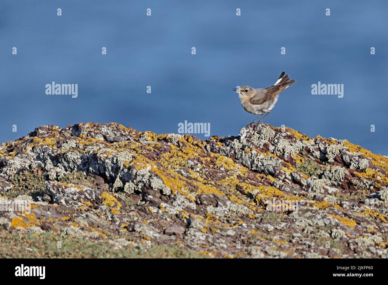 Männlicher Northern Wheatear auf einem Flechten-bedeckten Felsen Skokholm Wales Großbritannien Stockfoto