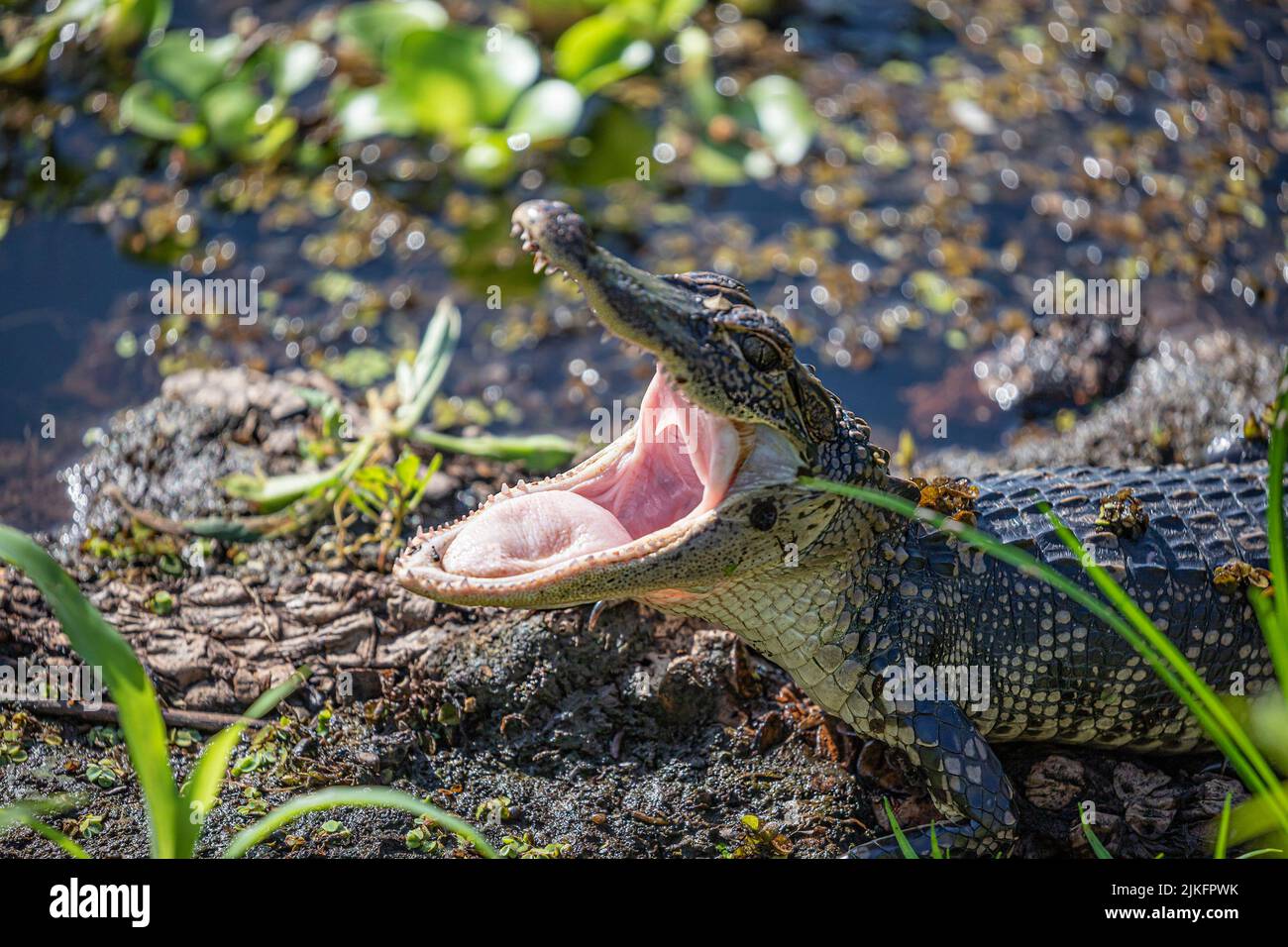 Ein kleines Krokodil brüllt im Sumpf Stockfoto