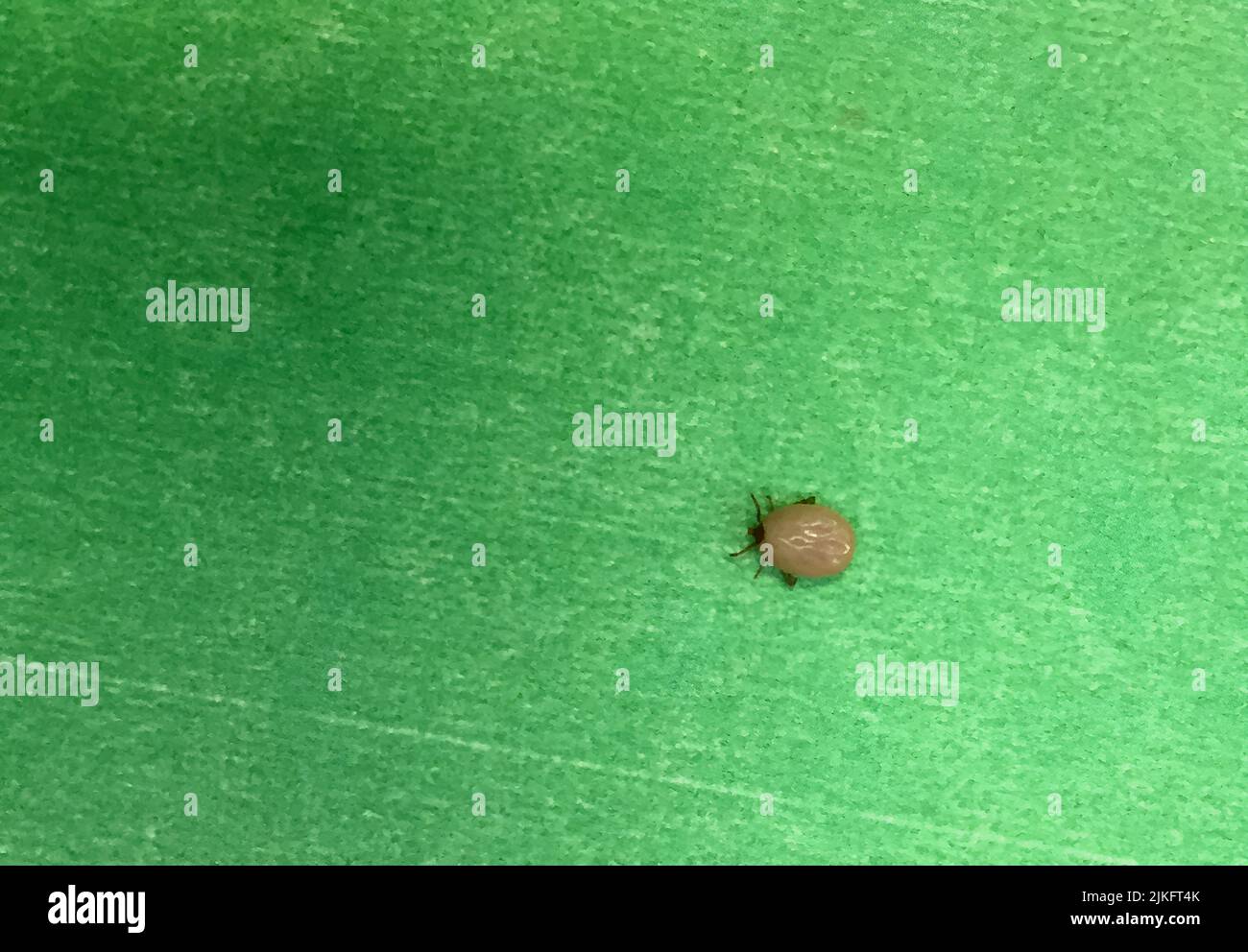 Diese engorgte Zecke, gesammelt in Annapolis, Maryland, ist wahrscheinlich eine Erwachsene weibliche Hirsch Zecke, oder und lti und gtIxodes scapularis und lt/i und gt. Hirschzecken werden auch als blacklegged Zecken und übertragen können Krankheitserreger, die durch Zecken übertragene Krankheiten wie Babesiose und Lyme-Borreliose verursachen. Kredit: NIAID Stockfoto
