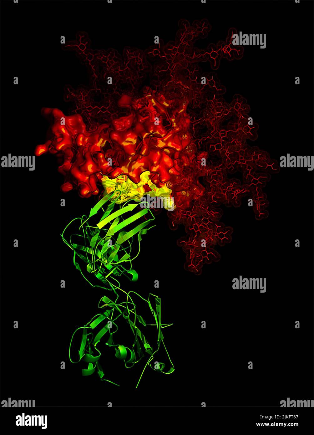 3D kristallographische Röntgenaufnahme, die einen breit neutralisierenden Antikörper B12 (grünes Band) in Kontakt mit einem kritischen Ziel (gelb) für Impfstoffentwickler mit HIV-1 gp120 zeigt (rot). Stockfoto