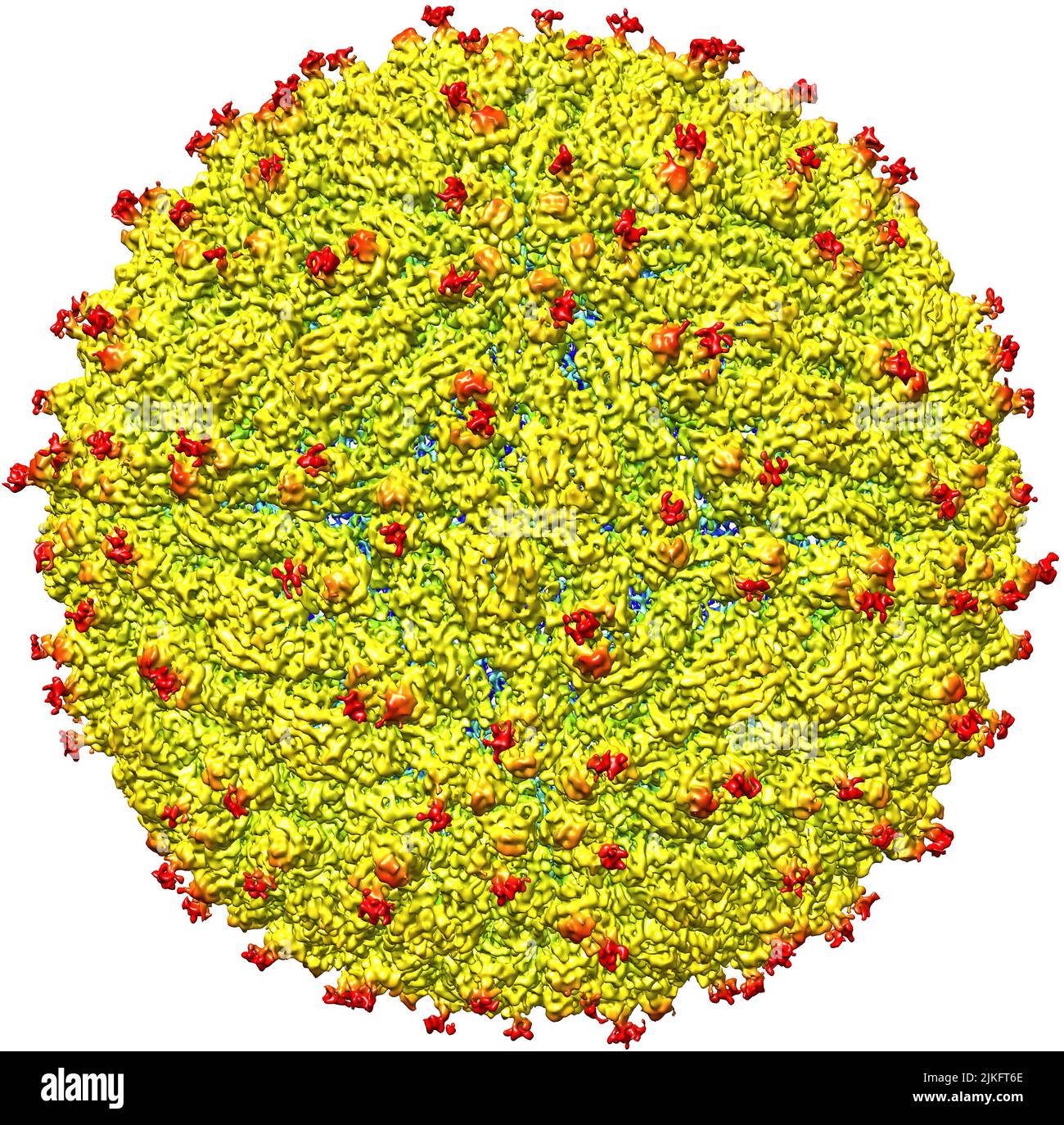 Eine Darstellung der Zika-Virus-Oberfläche mit hervorstehenden Hüllglykoproteinen (rot). Ein Team unter der Leitung von Forschern der Purdue University ist das erste, das die Struktur des Zika-Virus bestimmt und wichtige Informationen für die Entwicklung wirksamer antiviraler Therapien und Impfstoffe aufdeckt. Stockfoto