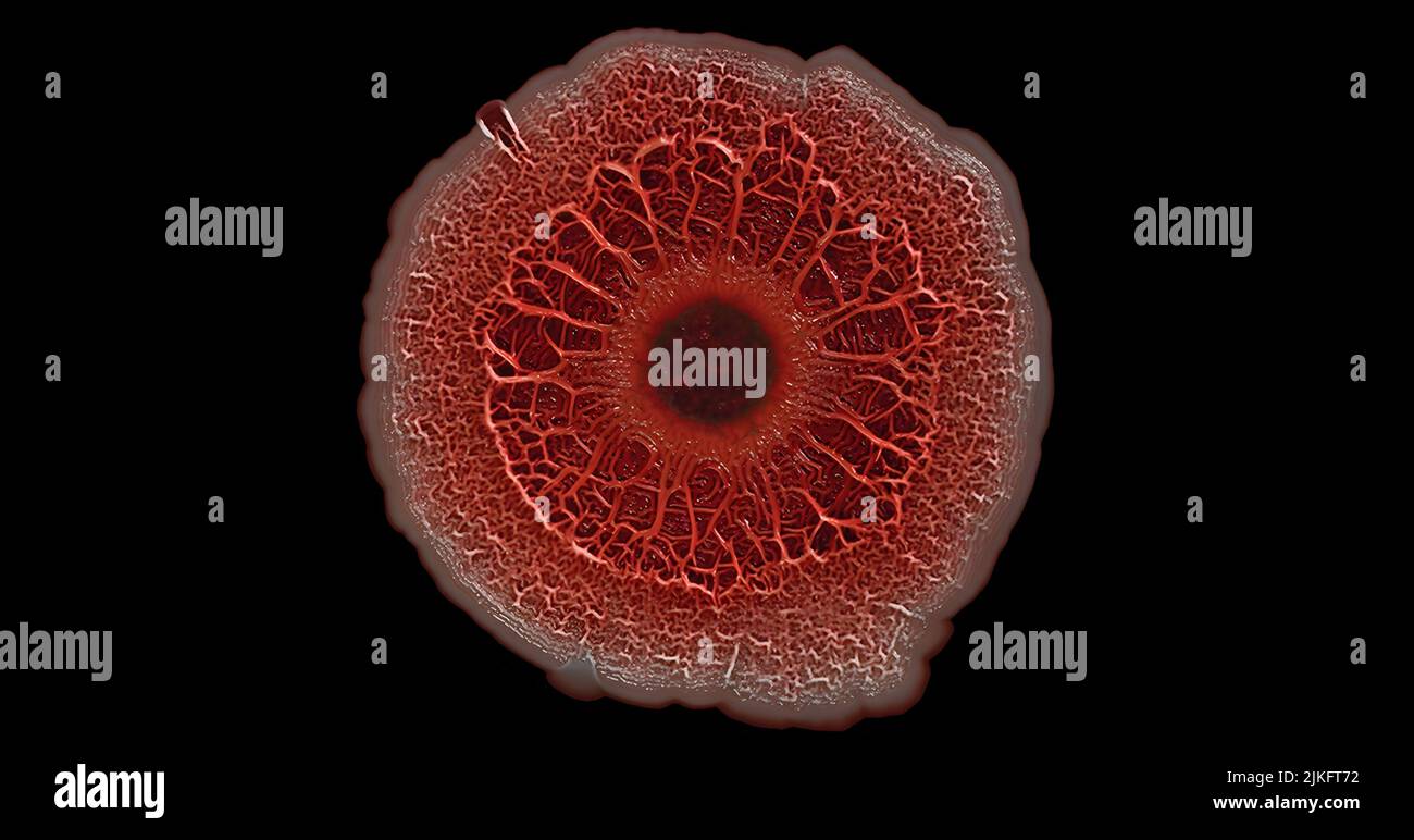 Dieses Bild zeigt eine komplexe Kolonie von Millionen des einzelligen Bakteriums Pseudomonas aeruginosa, einem häufigen Schuldigen bei den mehr als 700.000 im Krankenhaus erworbenen Infektionen, die in den USA jedes Jahr auftreten werden. Die Bakterien haben sich selbst in eine klebrige, mattenartige Kolonie namens Biofilm organisiert, die es ihnen ermöglicht, miteinander zu kooperieren, sich an Veränderungen in ihrer Umgebung anzupassen und ihr Überleben zu sichern. Stockfoto
