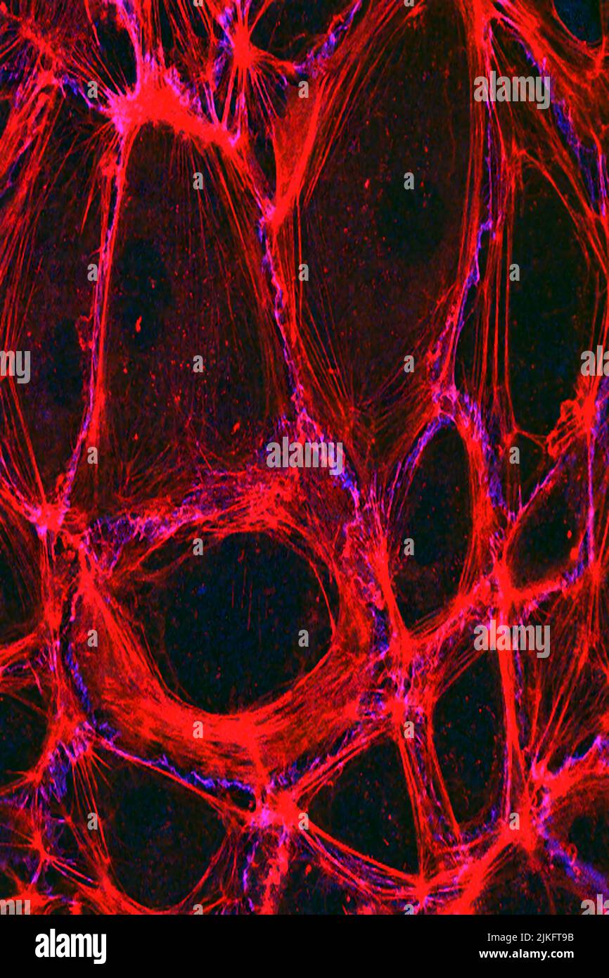 Hier ist die Struktur des Endothels, der dünnen Zellschicht, die unsere Arterien und Venen säumen, sichtbar. Das Endothel ist wie ein Gatekeeper, der die Bewegung von Materialien in und aus dem Blutkreislauf kontrolliert. Endothelzellen werden durch spezialisierte Proteine gebunden, die als starke Seile (rot) und andere, die Zement enthalten (blau). Stockfoto