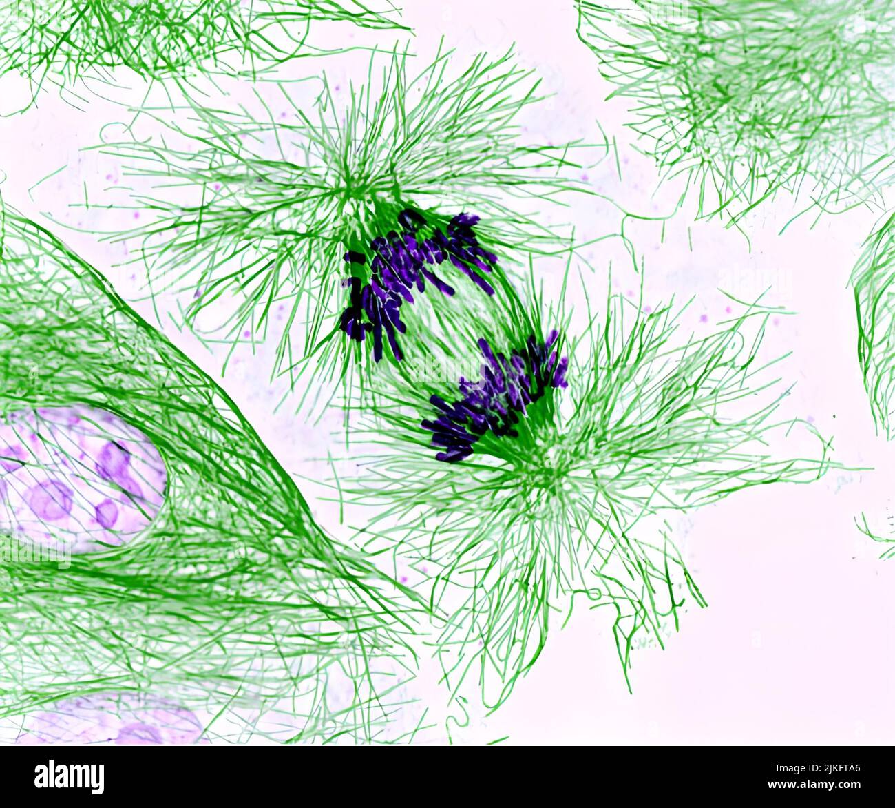 Diese Schweinezelle teilt sich. Die Chromosomen (violett) haben sich bereits vervielfältigt und die Duplikate werden durch Fasern im Zellskelett, genannt Mikrotubuli (grün), getrennt. Zellteilungsstudien liefern grundlegende Erkenntnisse, um das Verständnis vieler menschlicher Krankheiten, einschließlich Krebs und Geburtsfehlern, zu verbessern. Stockfoto