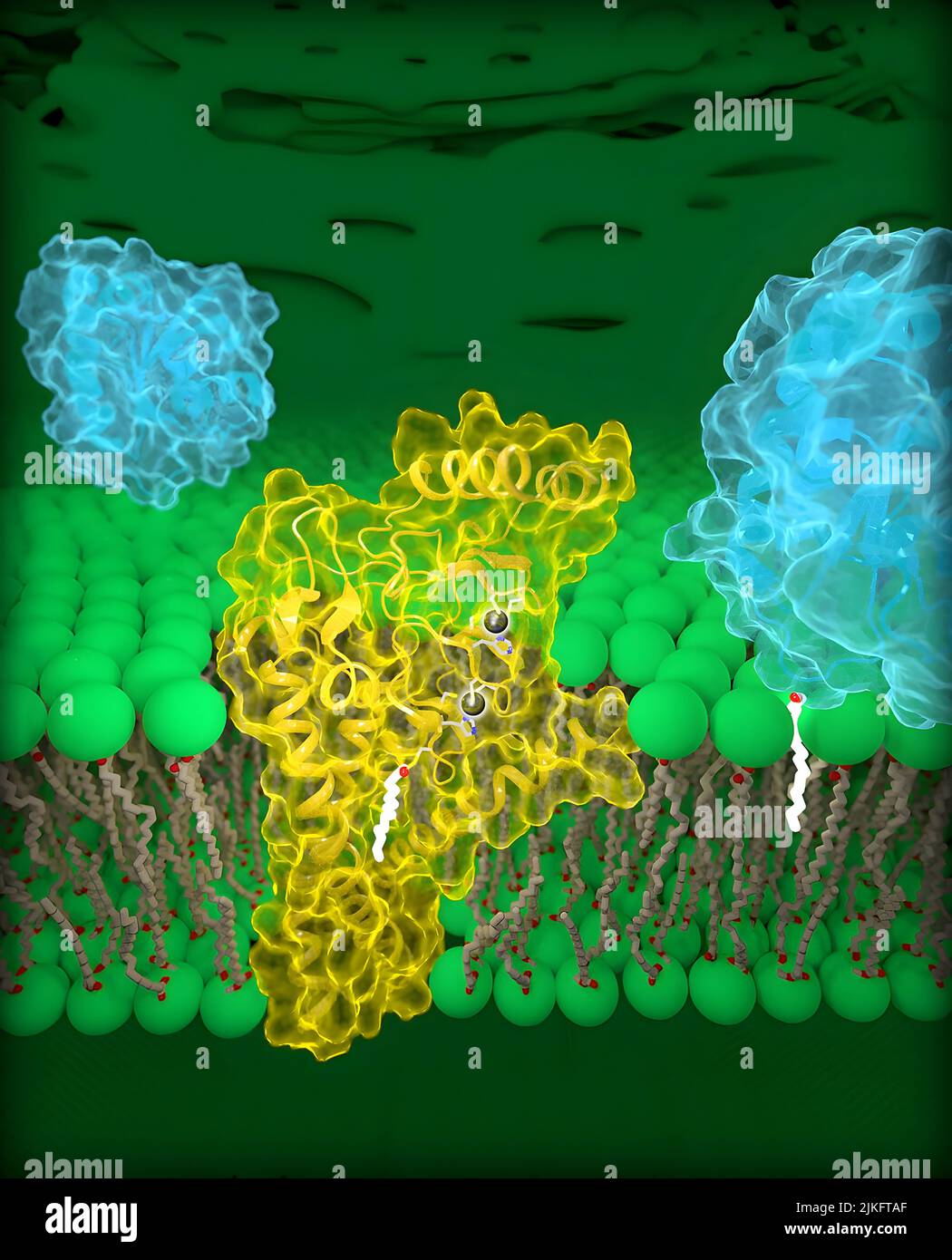 In diesem Bild: Molekulare Ansicht der DHHC-Palmitoyltransferasen. Human DHHC20 (gelb) ist in die Golgi-Membran (grün) eingebettet, ein Fach, das sich in den Zellen befindet. DHHC20 bindet eine Kette von Fettsäuren (weiß) an ein Zielprotein (blau, Vordergrund), das das Protein an der Golgi-Membran verankert. Stockfoto