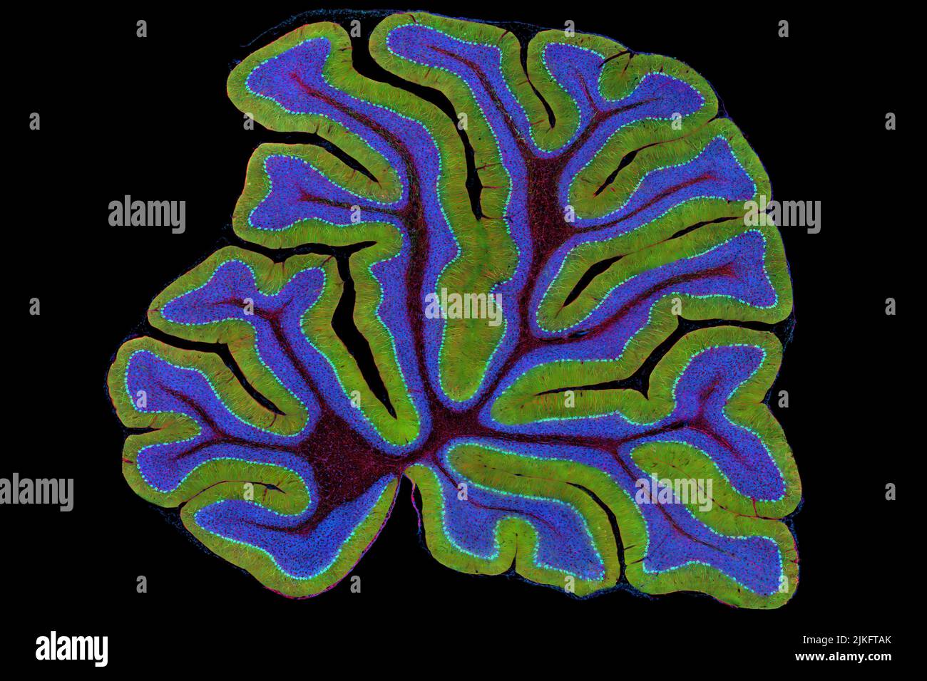 Das Zerebellum einer Maus ist hier im Querschnitt dargestellt. Das Zerebellum ist das Kontrollzentrum der Fortbewegung des Gehirns. Jedes Mal, wenn du einen Basketball schießt, deinen Schuh festbindest oder eine Zwiebel hackst, springt dein Zerebellum in Aktion. Das an der Basis des Gehirns gelegene Zerebellum ist eine einzige Gewebeschicht mit tiefen Falten wie ein Akkordeon. Menschen mit Schäden an diesem Hirnareal haben oft Schwierigkeiten mit Gleichgewicht, Koordination und Feinmotorik. Stockfoto