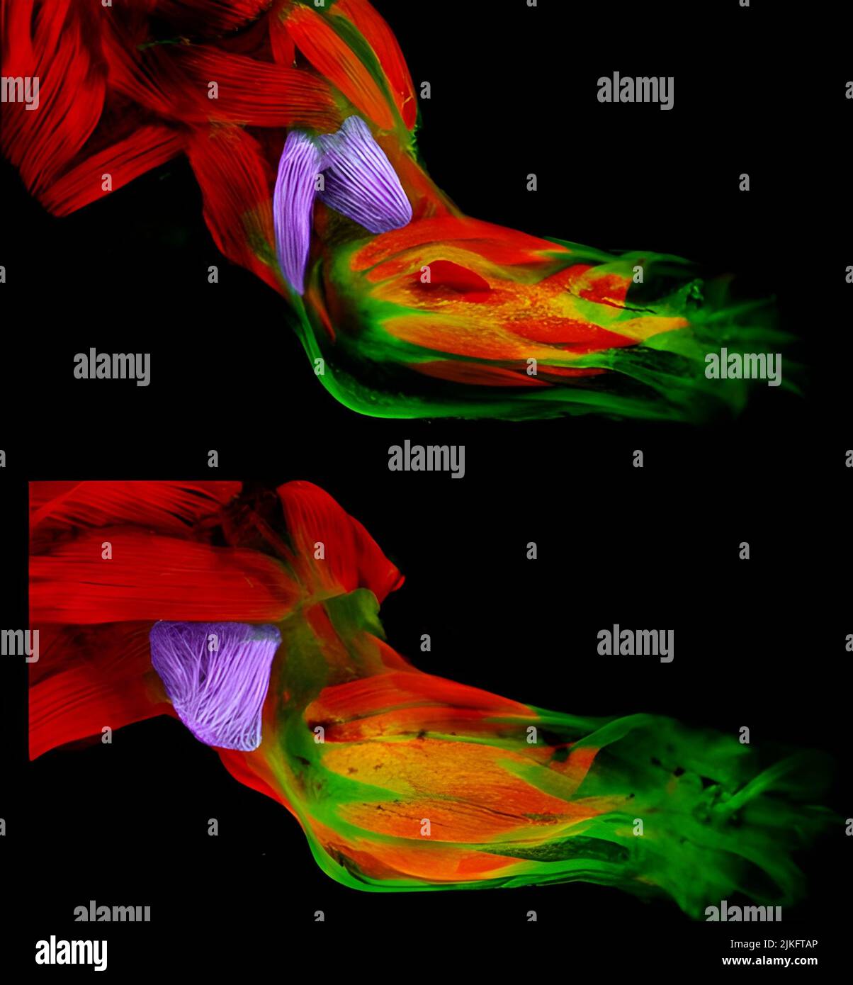 In diesen Bildern aus Gabrielle Kardons NIH-unterstütztem Labor an der University of Utah, Salt Lake City, sehen Sie die Entwicklung der Vordergliedmaßen eines gesunden Mausstamms (oben) im Vergleich zu einem mutierten Mausstamm mit einem steifen, abnormalen Gang (unten). Stockfoto