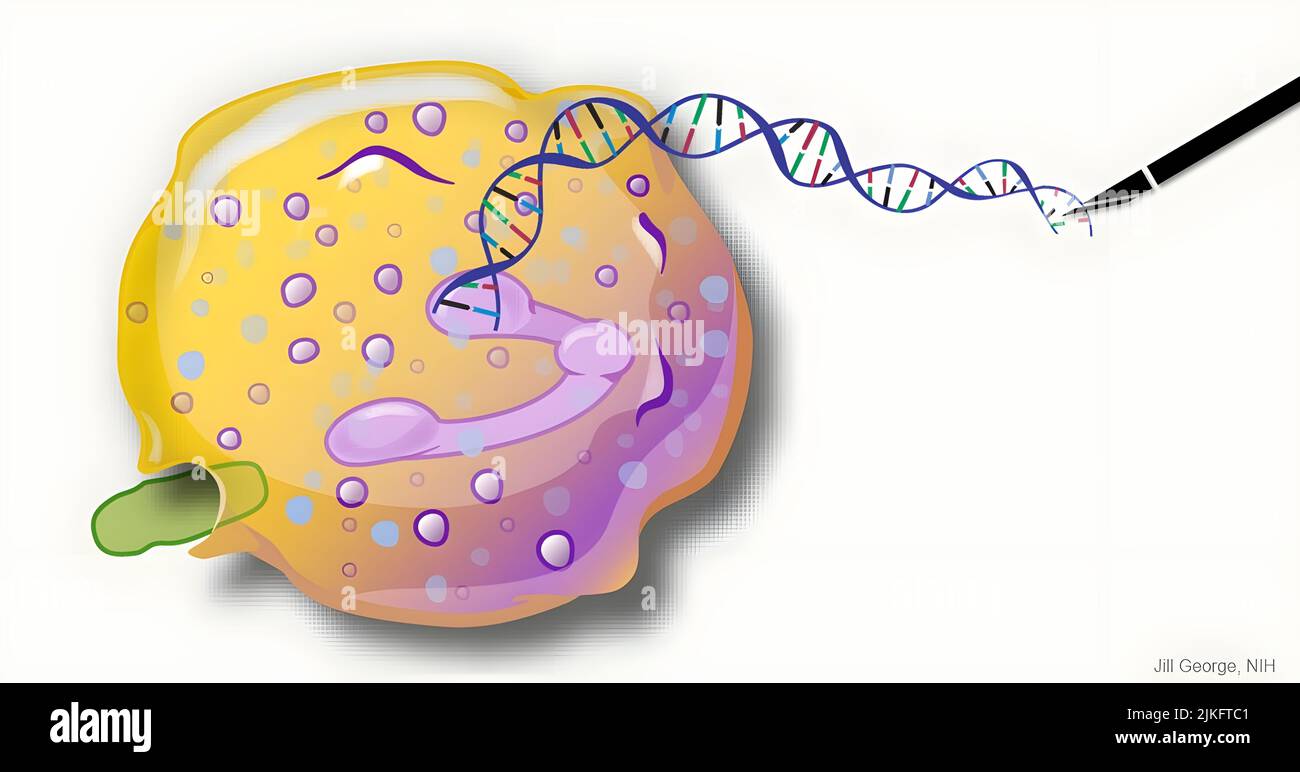Dieses Bild stellt eine antiinfektiöse Zelle dar, die Neutrophile genannt wird. Bei der Darstellung dieses Künstlers wird die DNA der Zelle verändert, um ihre Fähigkeit wiederherzustellen, bakterielle Eindringlinge zu bekämpfen. Stockfoto