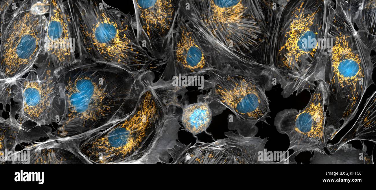 Mitochondrien sind die Kraftpakete von Zellen, die die Energiezellen erzeugen, die ihre Aufgaben erfüllen und am Leben bleiben müssen. Forscher untersuchen Mitochondrien schon seit einiger Zeit, denn wenn diese Zellorganellen nicht so gut funktionieren, wie sie sollten, entwickeln sich mehrere Krankheiten. Auf diesem Foto von Kuhzellen, das unter einem Mikroskop aufgenommen wurde, wurden die Mitochondrien hellgelb gefärbt, um sie in der Zelle zu visualisieren. Die großen blauen Punkte sind die Zellkerne und das graue Netz ist das Zellzytoskelett. Stockfoto