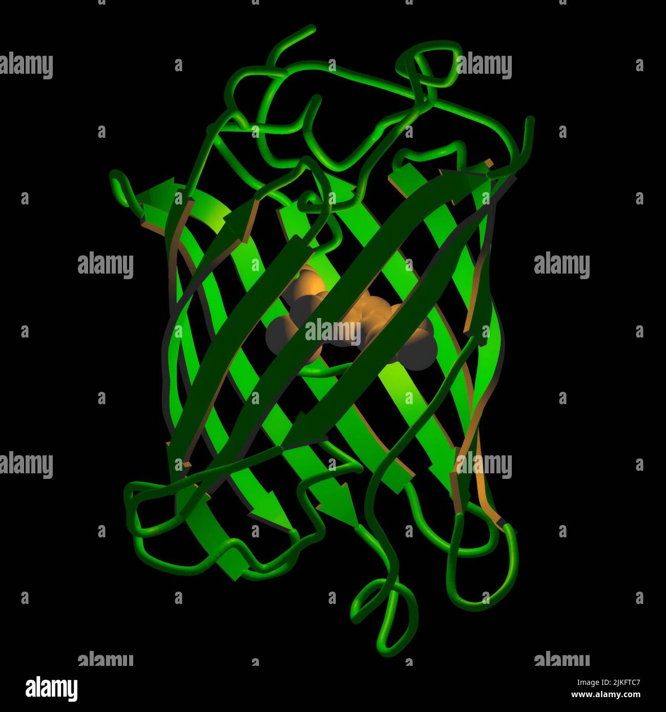 Die NIH-Stipendiaten Martin Chalfie und Roger Y. Tsien teilten den Nobelpreis für Chemie 2008 mit dem ehemaligen Kollegen Osamu Shimomura für ihre bahnbrechenden Arbeiten an grün fluoreszierendem Protein. Dieses natürlich brillante Protein, das in Quallen gefunden wird, ist zu einem leistungsstarken Werkzeug für die Untersuchung von Molekülen in lebenden Zellen geworden. Stockfoto