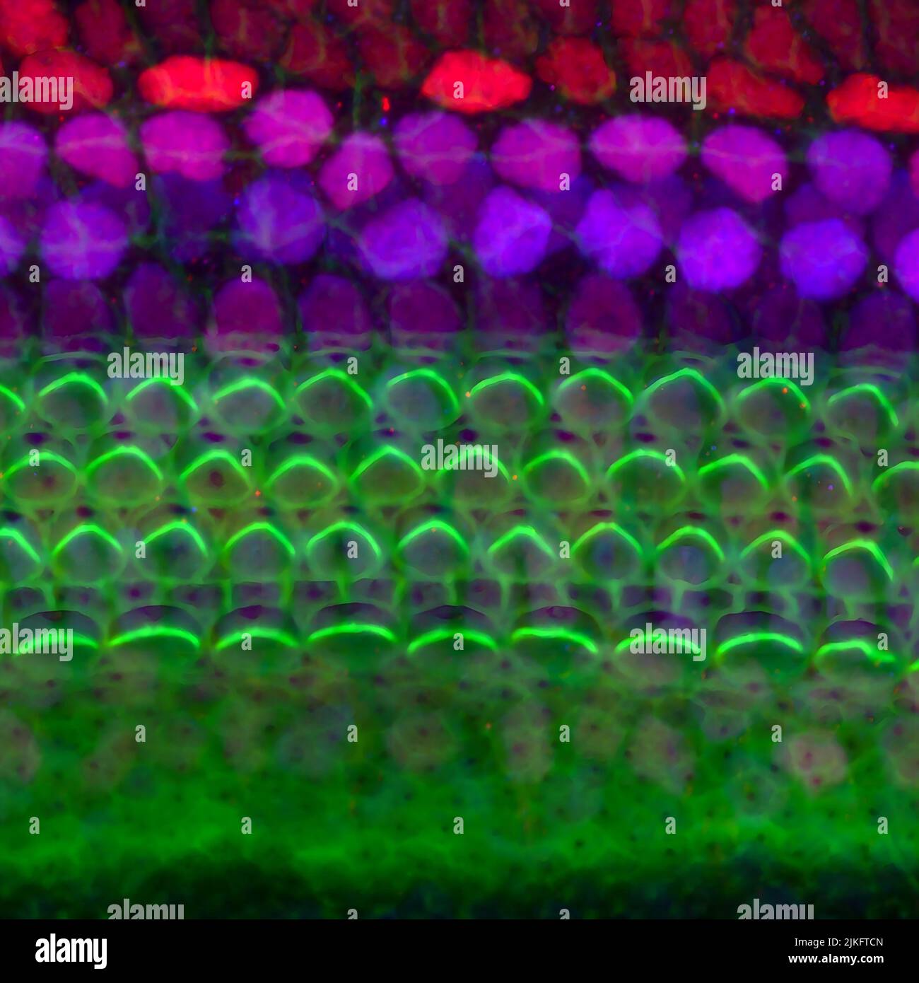 Eine neugeborene Mäuse-Cochlea (das auditorische Organ des Innenohrs). Sensorische Haarzellen sind entlang der Cochlea enthalten. Bündeln von Stereokilia (grüne Bögen), haarähnliche Projektionen, die auf der Haarzelle ruhen, bewirken, dass die Haarzelle auf Geräusche reagiert. Stützzellen (blau und rot) umgeben die Haarzellen. Stockfoto