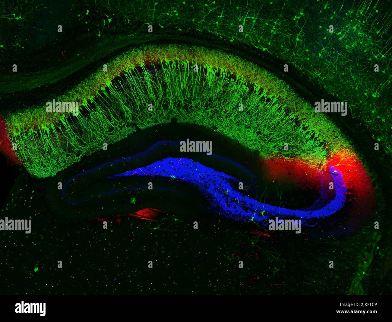 Dieses Bild zeigt deutliche neuronale Verbindungen in einem Querschnitt des Hippocampus einer Maus, einer Region des Gehirns, die an der Erinnerung an Fakten und Ereignisse beteiligt ist. Die große halbmondförmige Fläche in Grün ist das Hippocampalgebiet von CA1. Seine hochspezialisierten Neuronen, sogenannte Standortzellen, dienen als GPS-System des Gehirns zur Ortung. In rot, das Hippocampal-Gebiet von CA2. Es ist wichtig für frühere Erinnerungen an soziale Interaktionen. Stockfoto