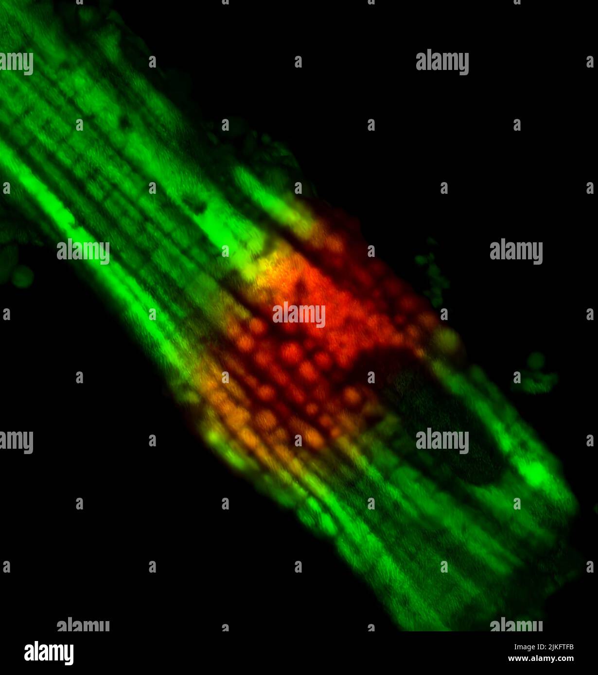 Mikroskopische Aufnahme von Mitochondrien in einer einzigen Herzzelle. Rot markierte Mitochondrien wurden ultraviolettem Licht ausgesetzt. Stockfoto