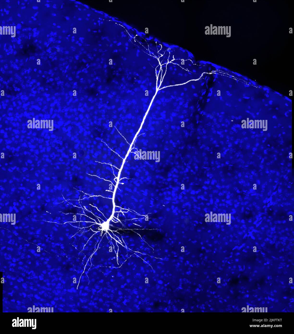 Es ist bekannt, dass sich Projektionen von Neuronen aus dem visuellen Kortex auf Zellen im Hirnstamm erstrecken, die angeborene Motoren regulieren. Dieses Bild zeigt eine neurale Projektion des visuellen Kortex einer Maus. Stockfoto