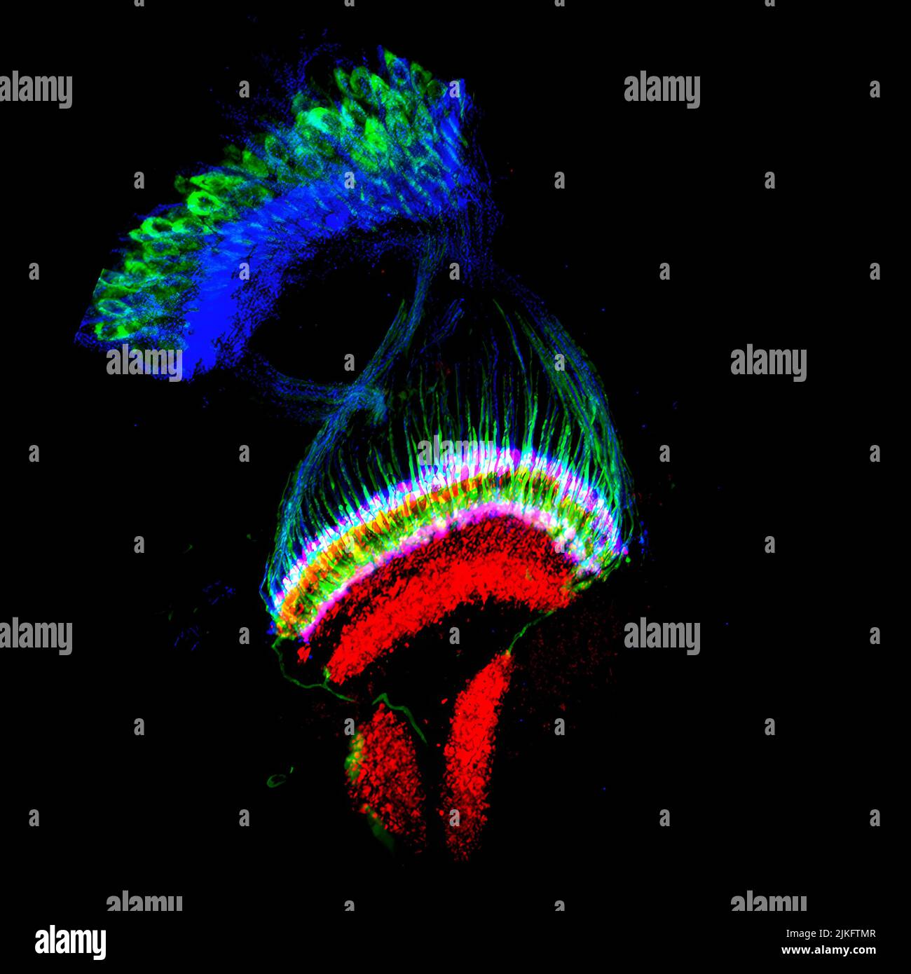 Dünner Abschnitt des Optiklappens eines Drosophila-Puppenhirns. Photorezeptor-Axone (blau) und Lamina-Neuronen (grün) umgehen die Lamina und projizieren sich in verschiedene Schichten der Medulla (rot, Mitte), wo visuelle Informationen integriert und verarbeitet werden und dann an den Lobula-Komplex (rot, unten) weitergeleitet werden. Stockfoto