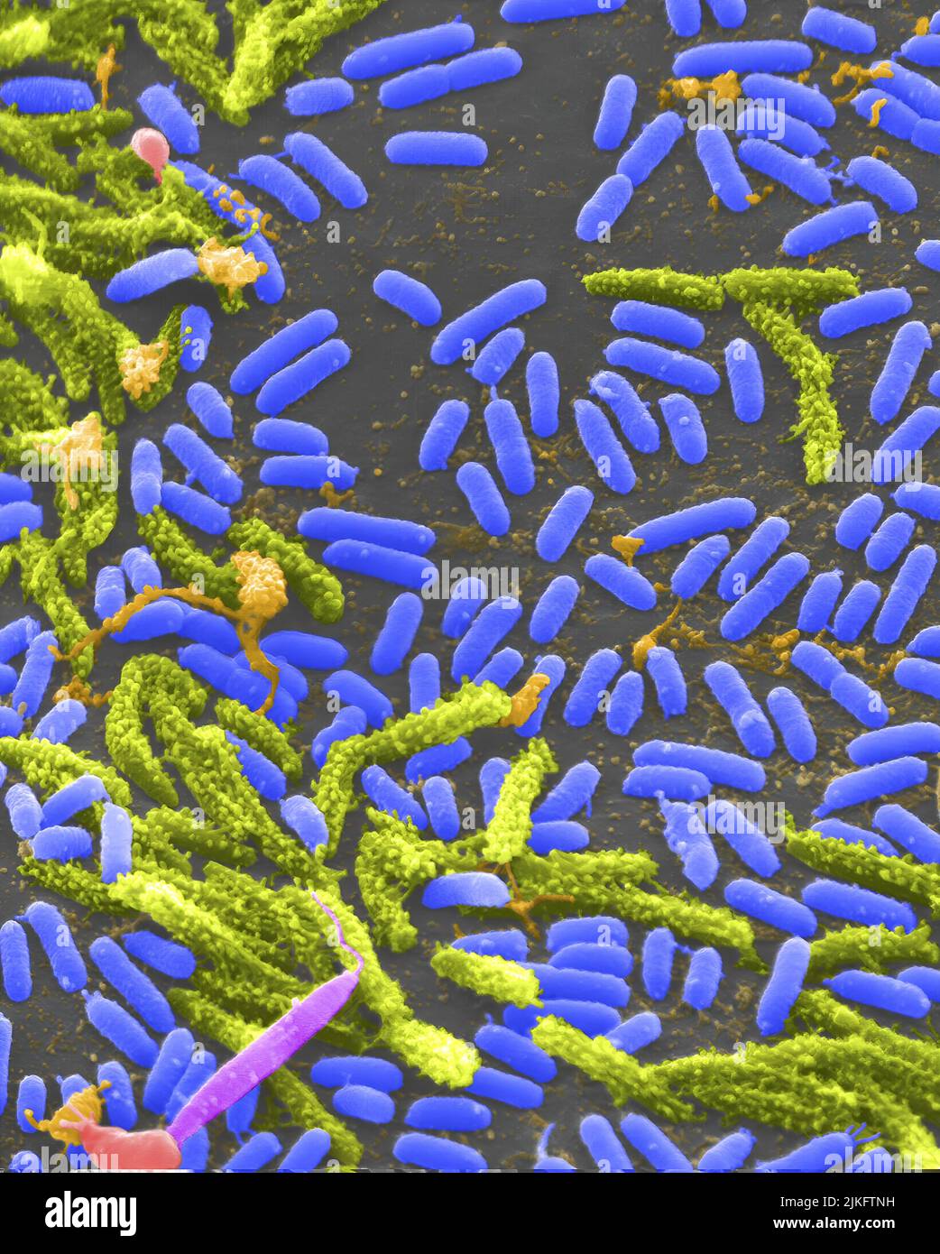 Vibrio, eine Art (Gattung) von stabförmigen Bakterien. Einige Arten von Vibrio verursachen Cholera beim Menschen. Stockfoto