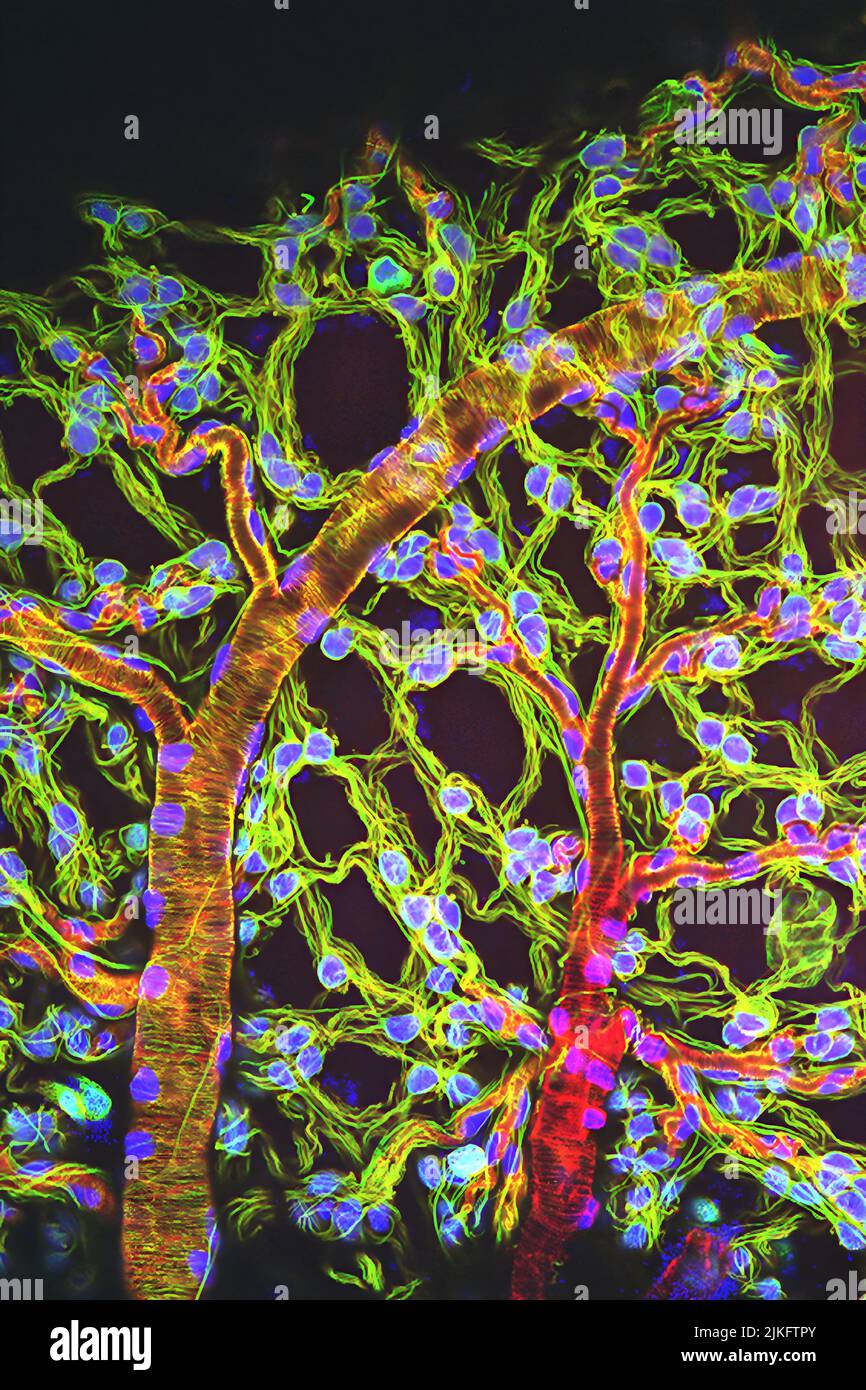 Die Lubber-Heuschrecke, die im gesamten Süden der Vereinigten Staaten zu finden ist, wird häufig in Biologiekursen verwendet, um Studenten über das Atmungssystem von Insekten zu unterrichten. Im Gegensatz zu Säugetieren, die rote Blutkörperchen haben, die Sauerstoff durch den Körper tragen, haben Insekten Atemschläuche, die Luft durch ihr Exoskelett direkt dorthin transportieren, wo sie und die Stockfoto