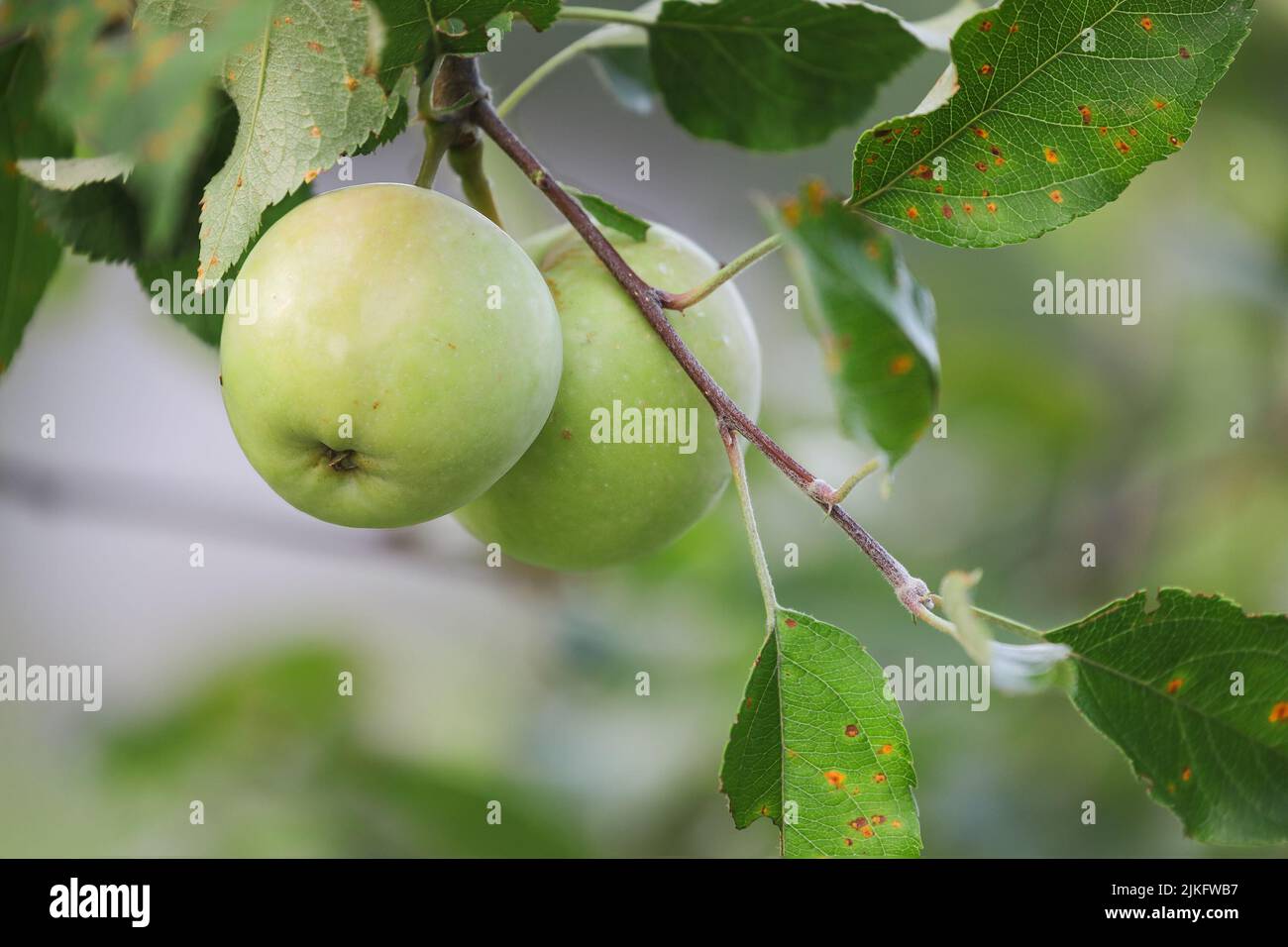 Grüne Äpfel auf dem Baum im Obstgarten. Die Blätter sind mit einem häufigen Pilz, Zeder-Apfel-Rost-Krankheit infiziert und haben Läsionen auf den Blättern hinterlassen. Selektiv Stockfoto