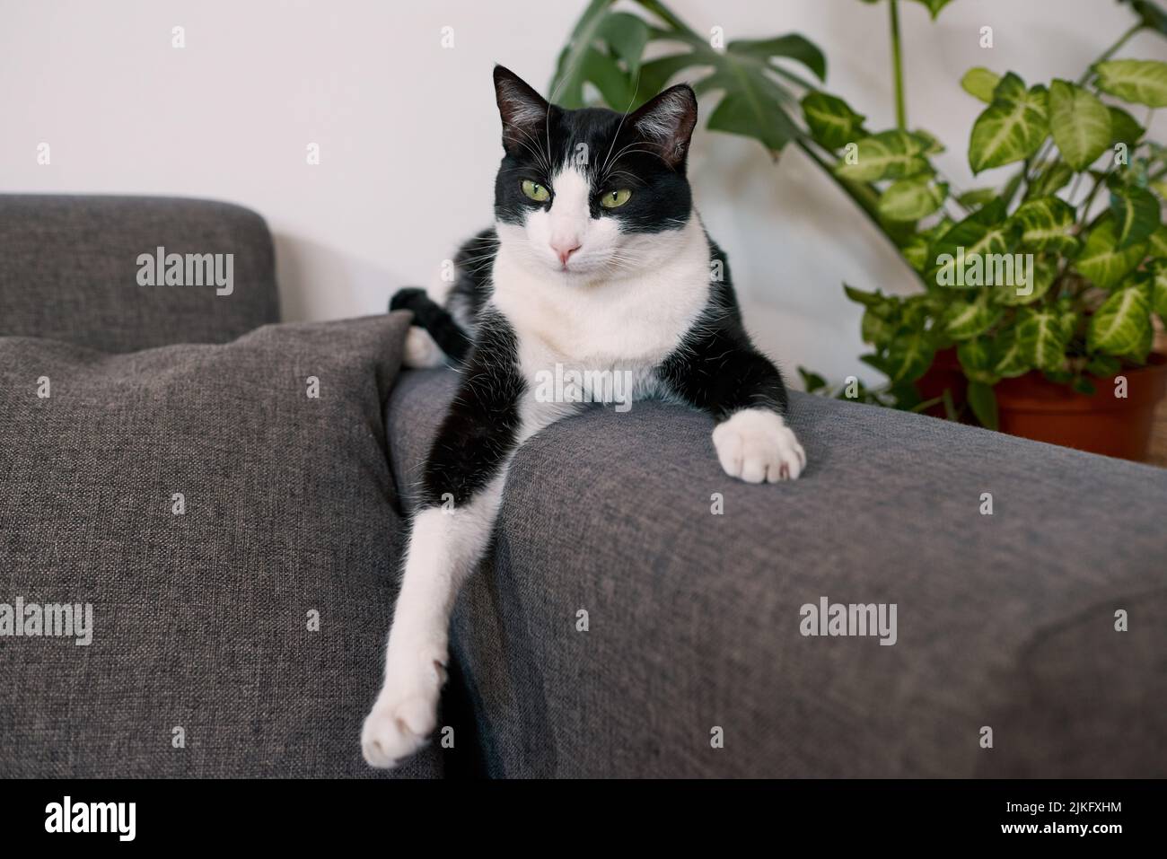 Ein ruhiges Tuxedo-Kätzchen entspannt sich auf dem Arm einer Couch zu Hause Stockfoto